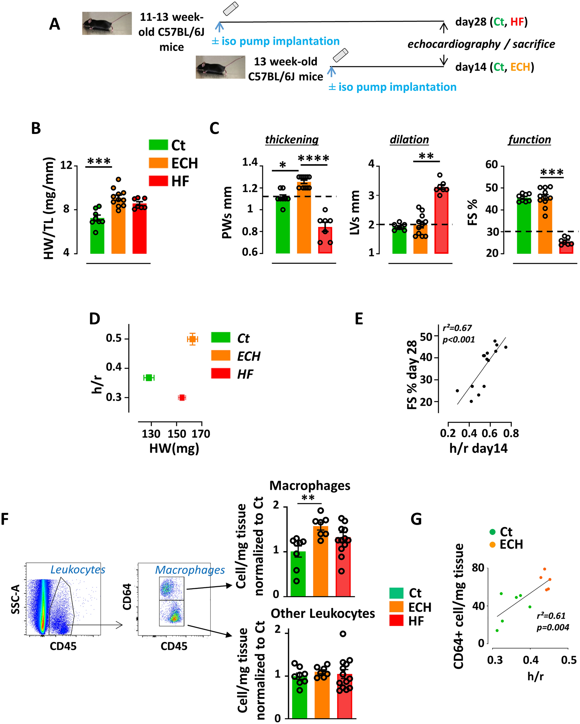 Early Activation Of The Cardiac Cx3cl1 Cx3cr1 Axis Delays B Adrenergic Induced Heart Failure Scientific Reports Early Activation Of The Cardiac Cx3cl1 Cx3cr1 Axis Delays B Adrenergic Induced Heart Failure Scientific Reports