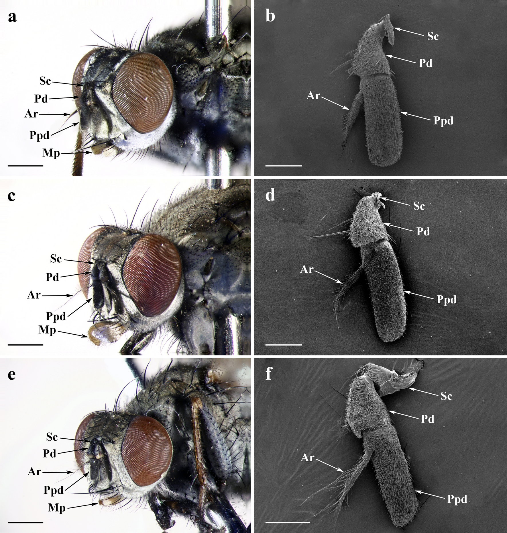 Antennal and palpal sensilla of three predatory Lispe species (Diptera:  Muscidae): an ultrastructural investigation | Scientific Reports