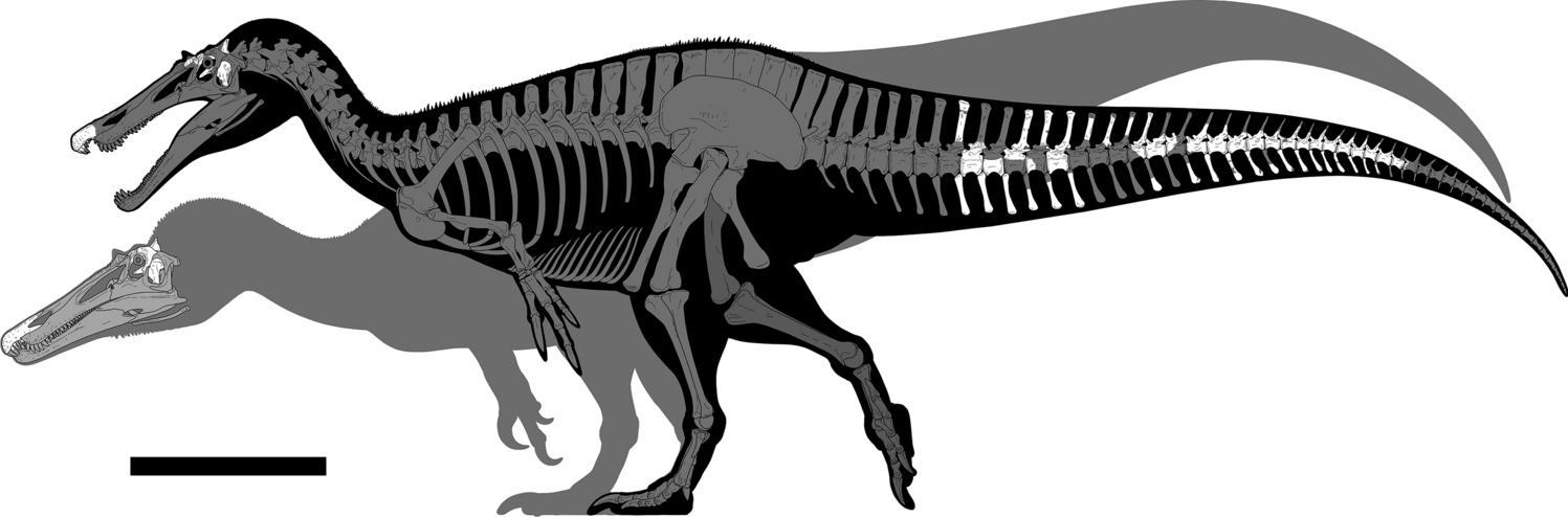 New spinosaurids from the Wessex Formation (Early Cretaceous, UK) and the  European origins of Spinosauridae | Scientific Reports