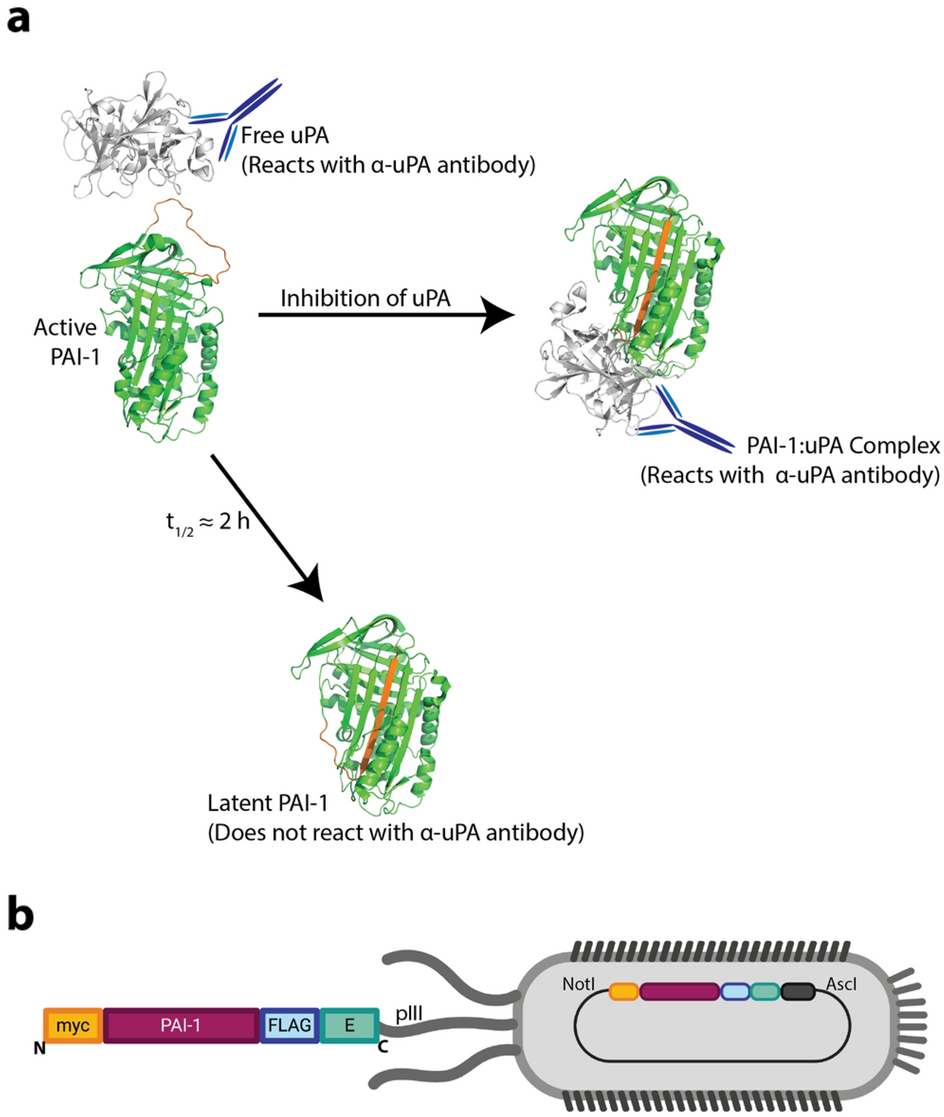 Deep mutational scanning of the plasminogen activator inhibitor-1  functional landscape | Scientific Reports