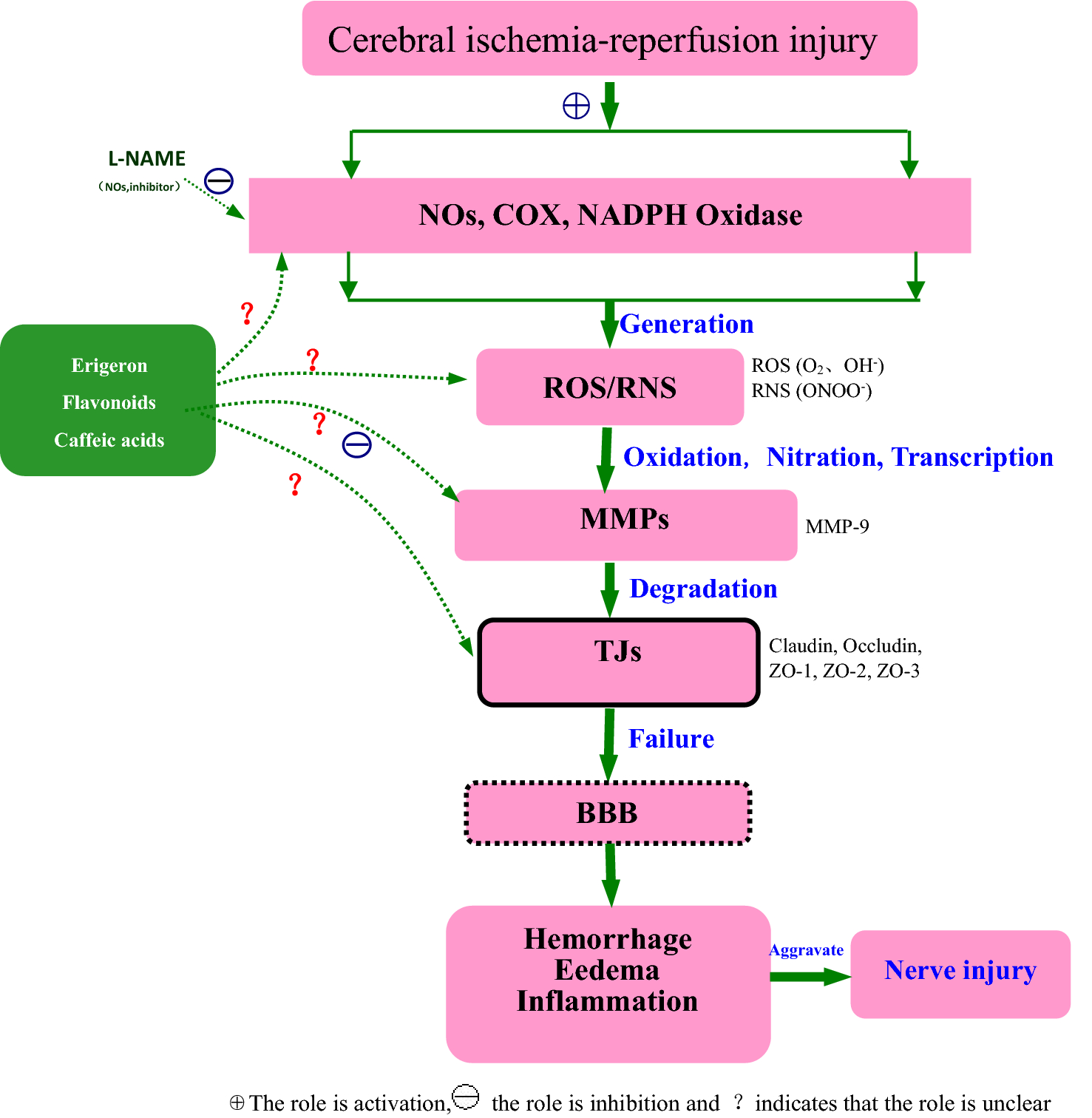 Protective Mechanism Of Erigeron Breviscapus Injection On Blood Brain Barrier Injury Induced By Cerebral Ischemia In Rats Scientific Reports