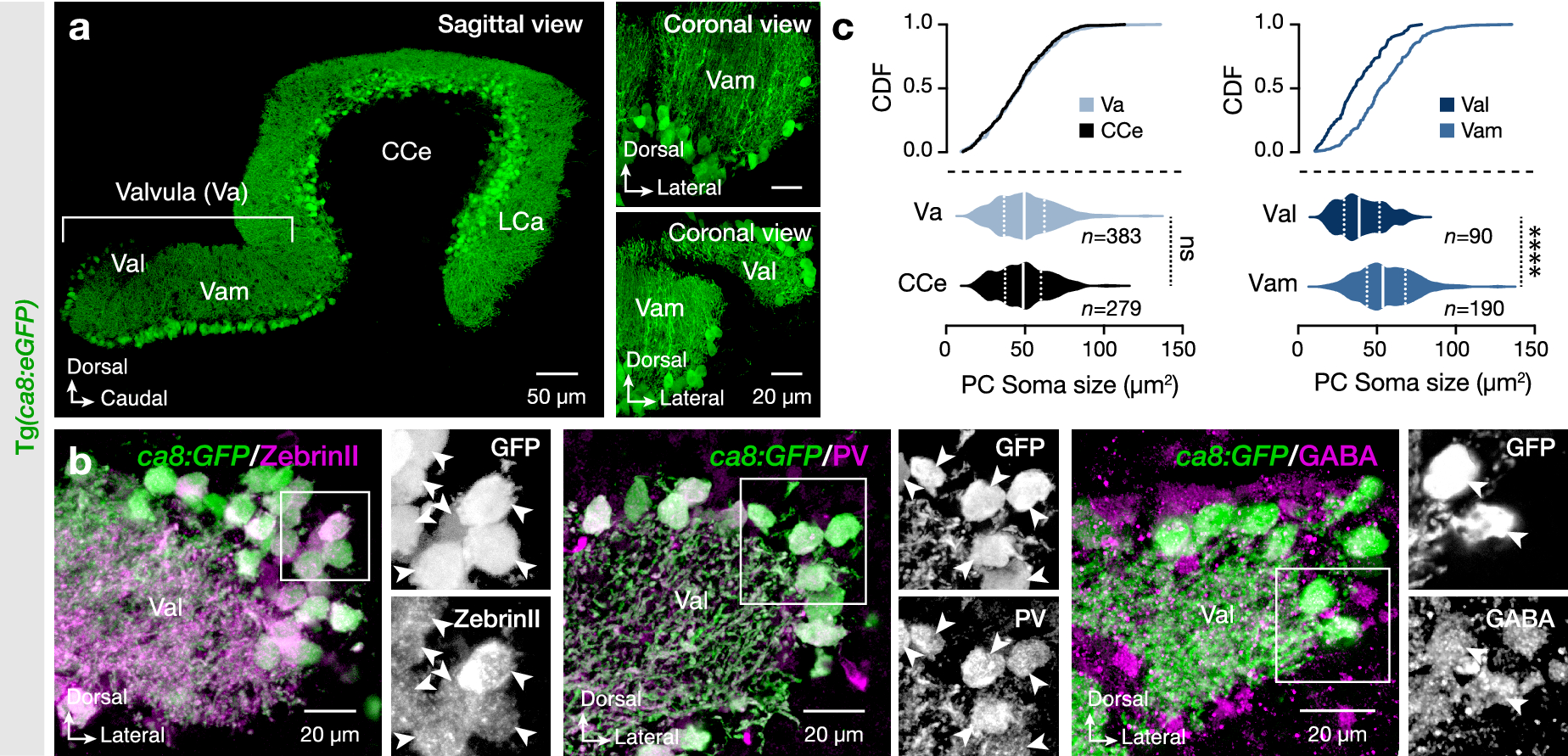 Purkinje cells located in the adult zebrafish valvula cerebelli exhibit  variable functional responses | Scientific Reports