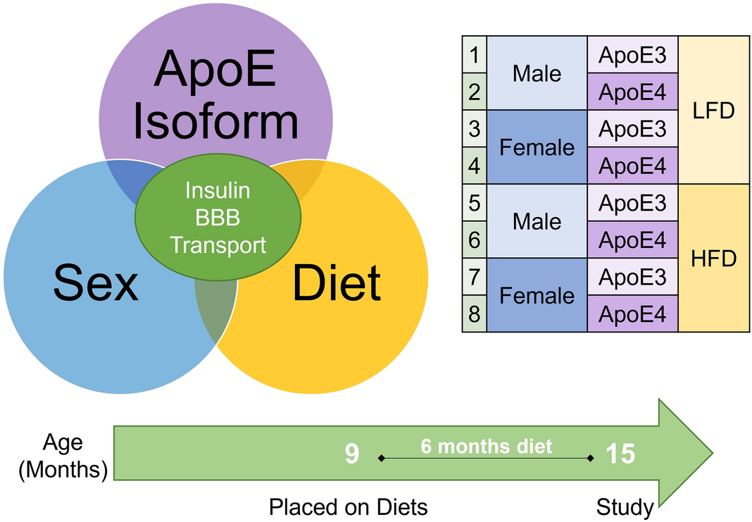 Effects Of Apolipoprotein E Isoform Sex And Diet On Insulin Bbb Pharmacokinetics In Mice Scientific Reports