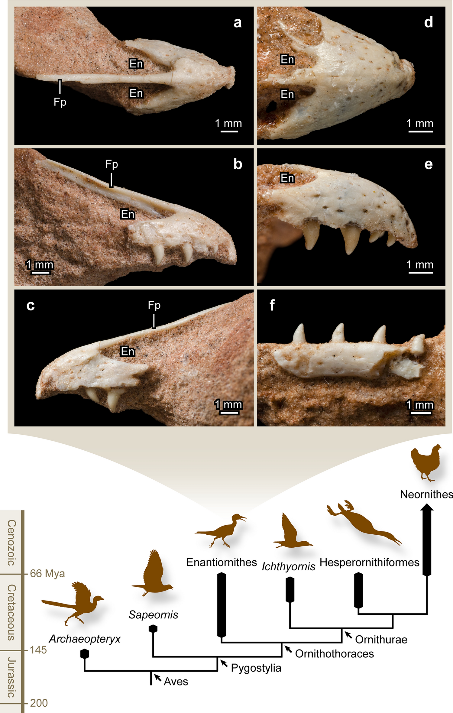 Dental replacement in Mesozoic birds: evidence from newly discovered  Brazilian enantiornithines | Scientific Reports