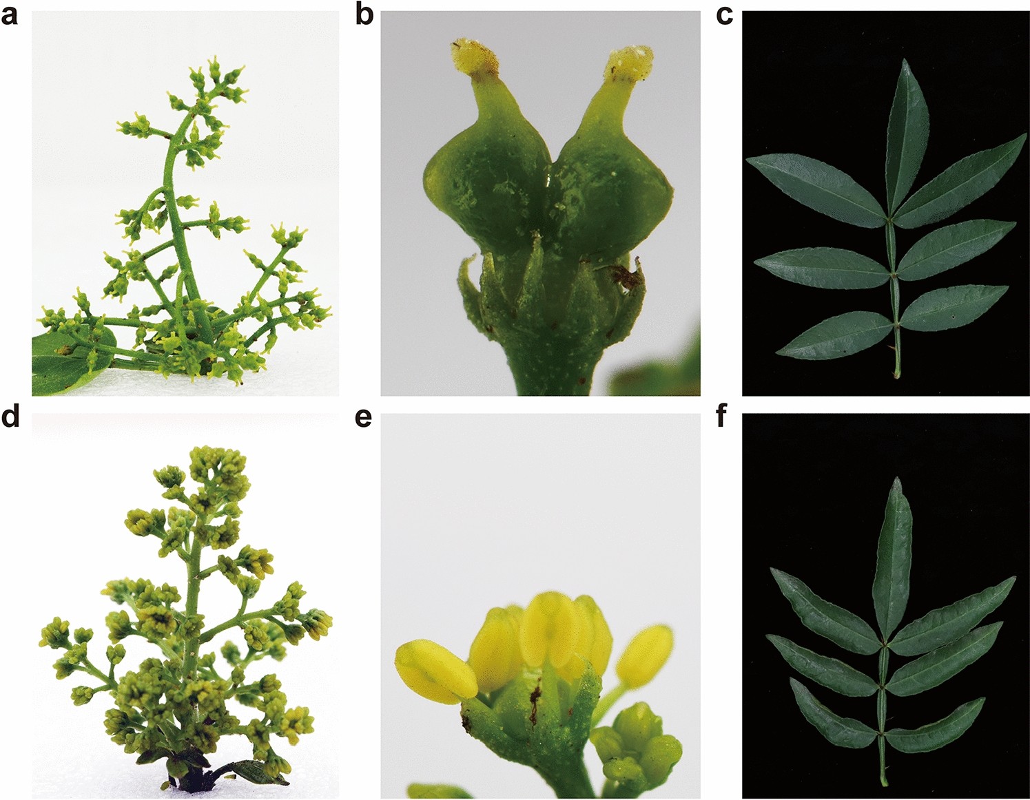 xf and indection in plant xf and indection in plant