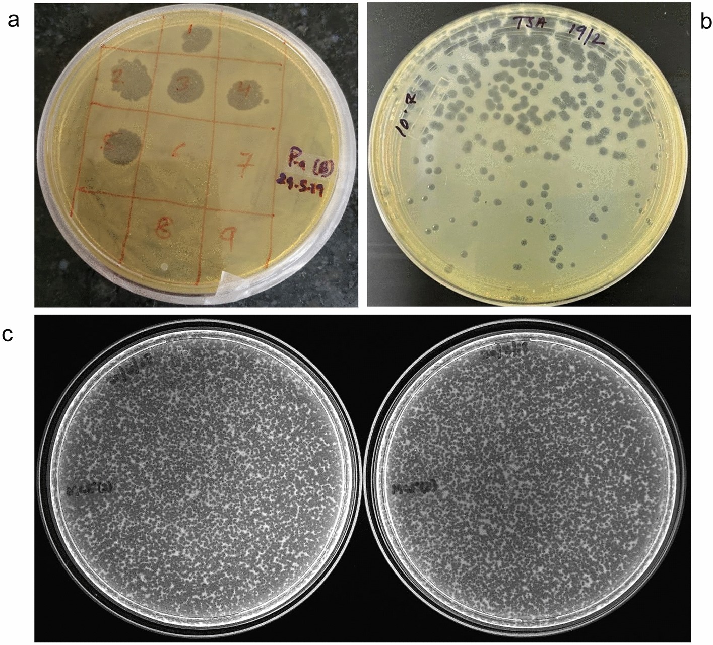 Isolation and characterization of a lytic bacteriophage against Pseudomonas  aeruginosa | Scientific Reports