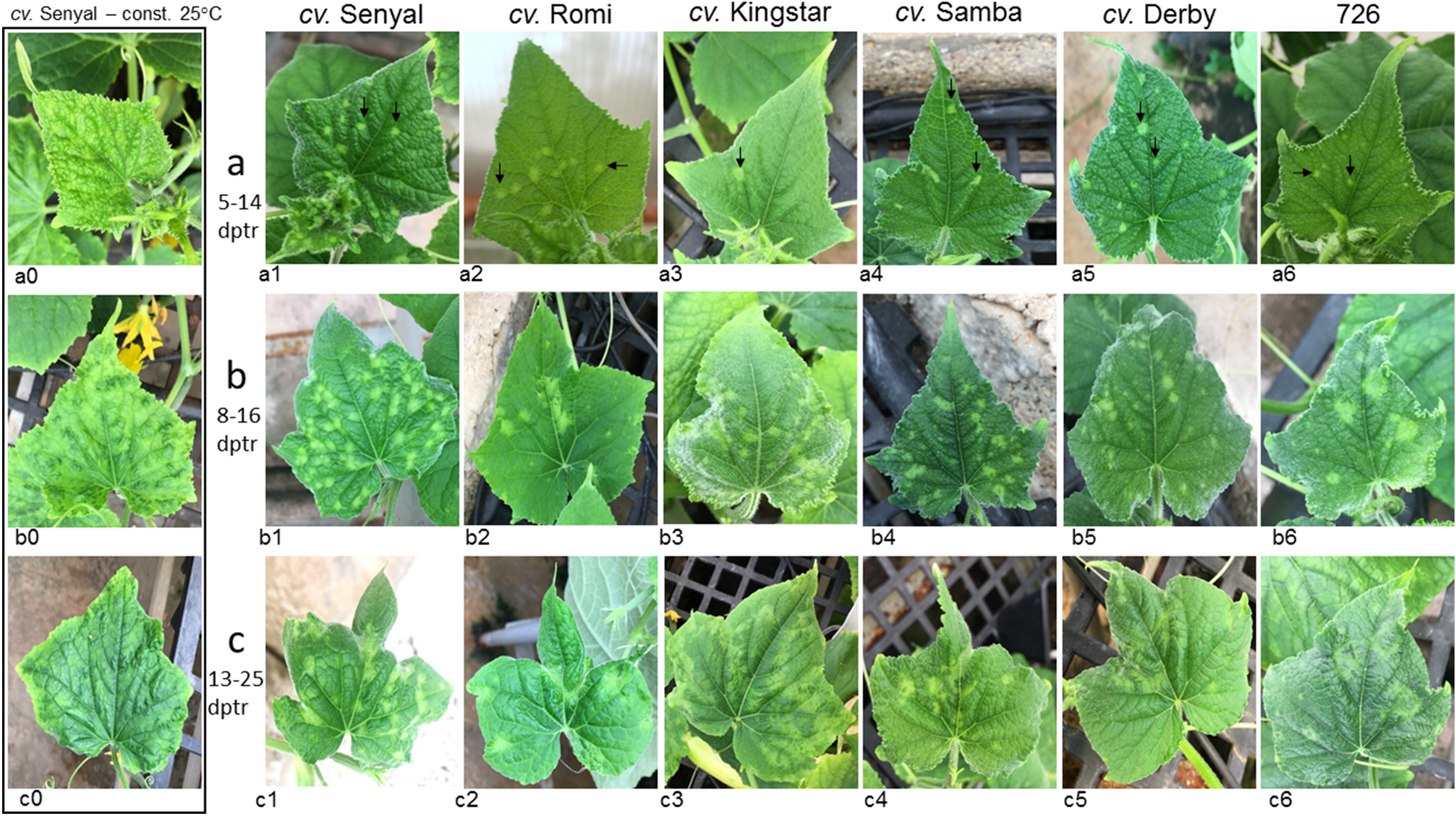 New early phenotypic markers for cucumber green mottle mosaic virus disease in cucumbers exposed fluctuating extreme | Scientific