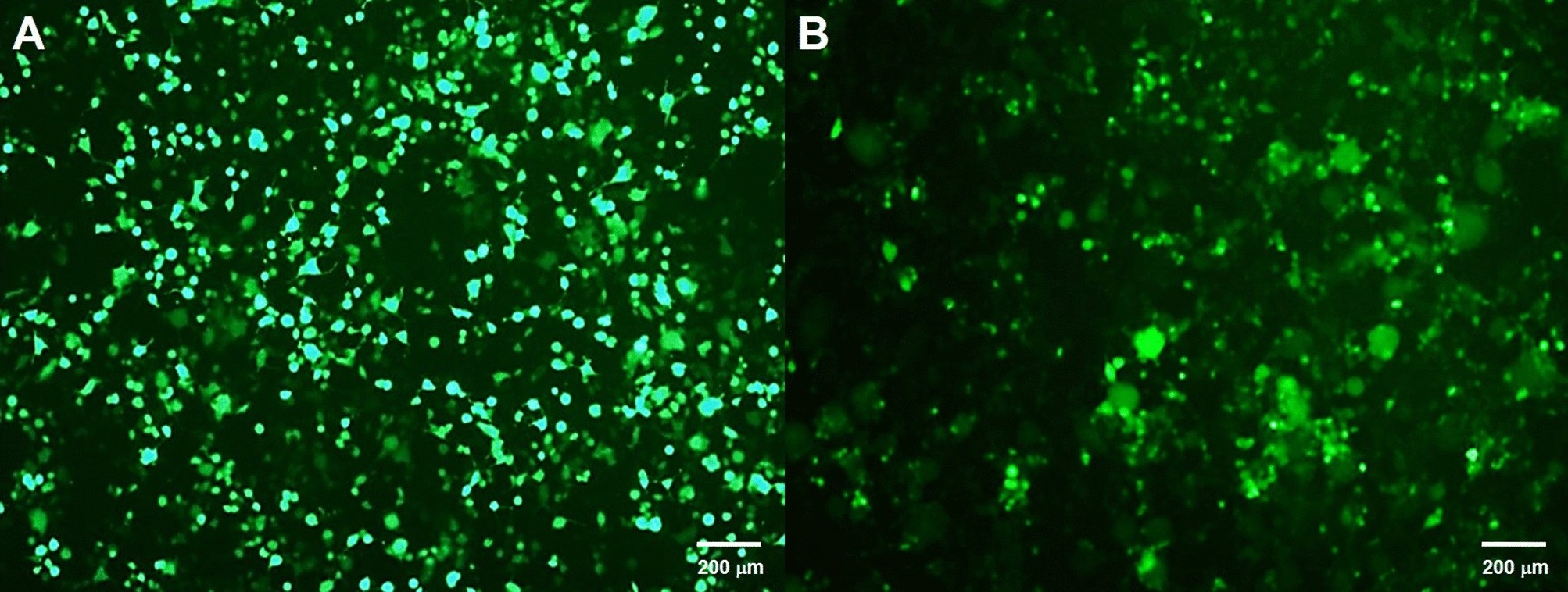 A guide in lentiviral vector production for hard-to-transfect cells, using  cardiac-derived c-kit expressing cells as a model system | Scientific  Reports