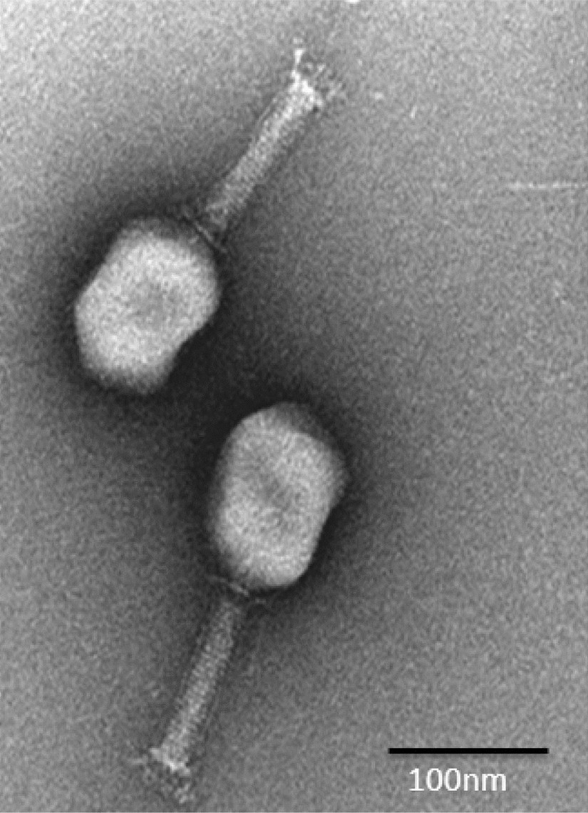 Morphological Biological And Genomic Characterization Of A Newly Isolated Lytic Phage Sfk Infecting Shigella Flexneri Shigella Sonnei And Shigella Dysenteriae1 Scientific Reports