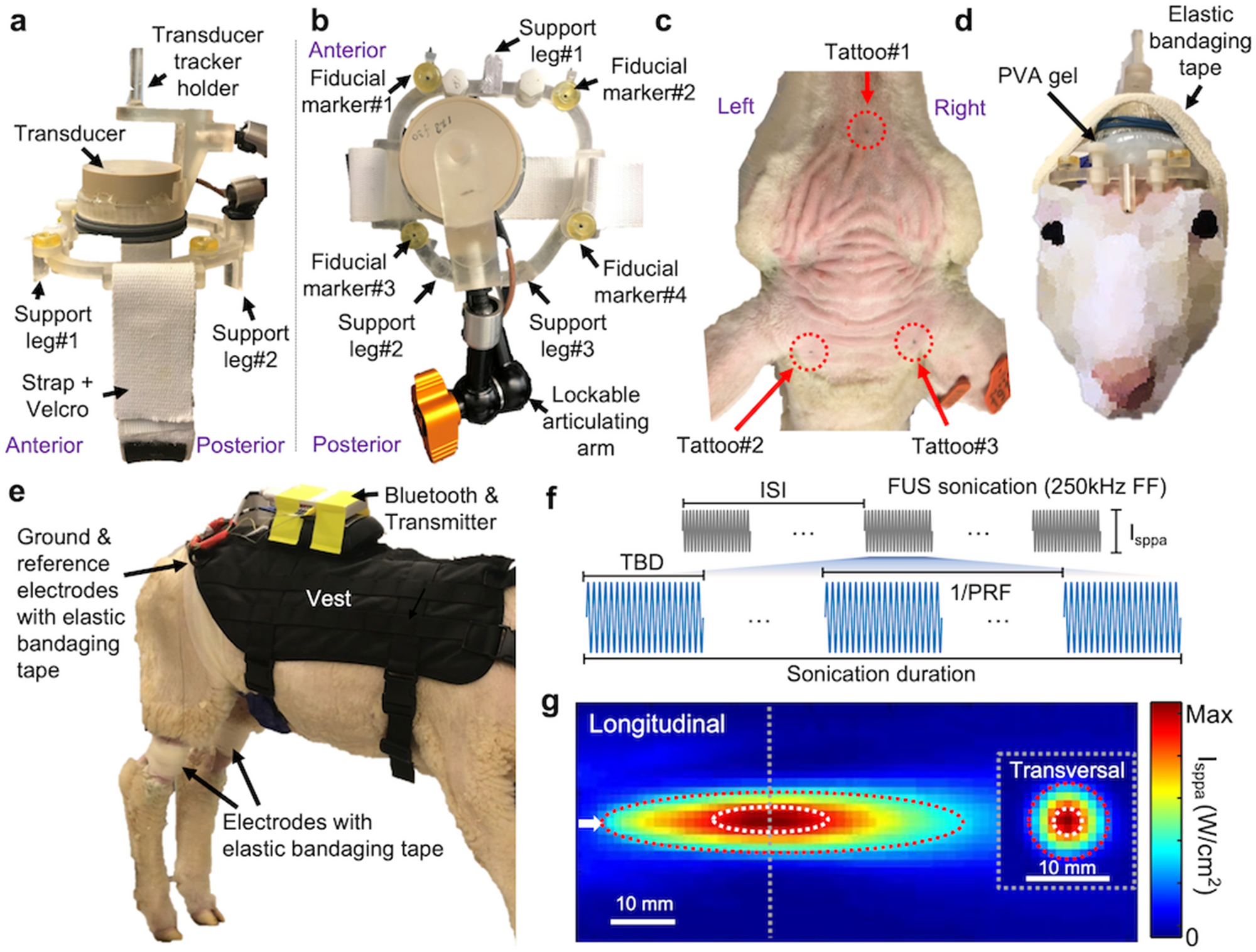 Transcranial focused ultrasound modulates cortical and thalamic motor  activity in awake sheep | Scientific Reports