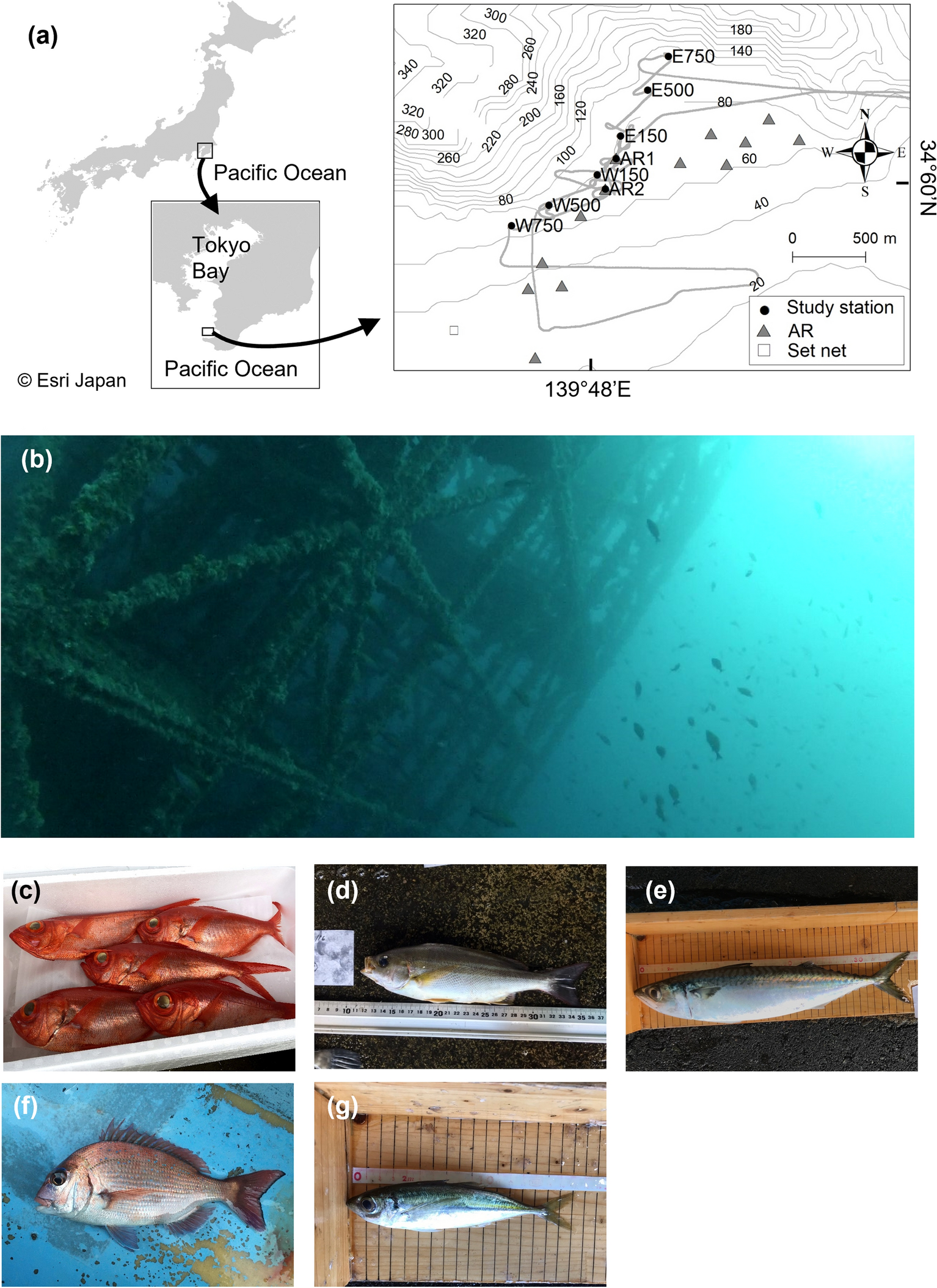 Quantitative assessment of multiple fish species around artificial