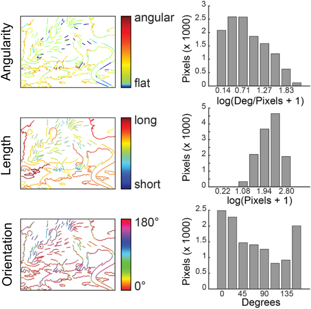 Contour features predict valence and threat judgements in scenes |  Scientific Reports