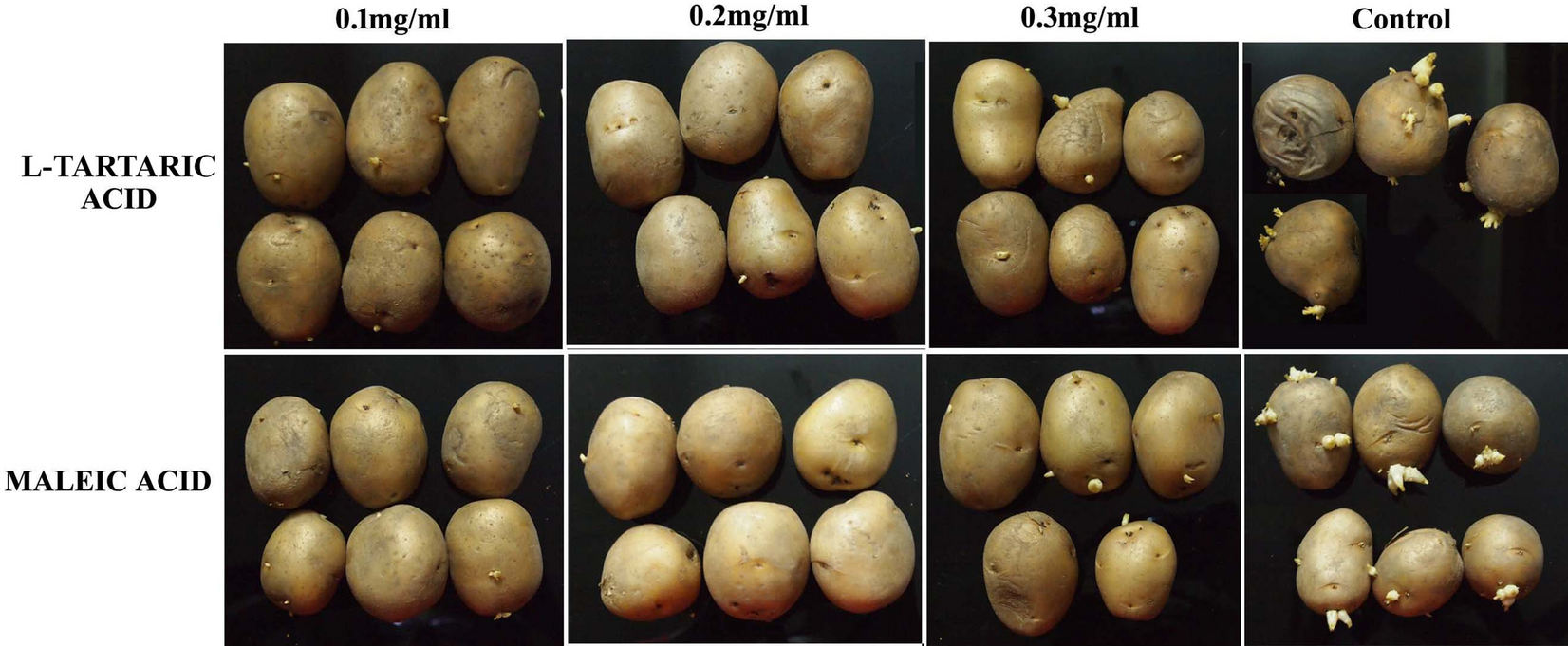 Maleic And L Tartaric Acids As New Anti Sprouting Agents For Potatoes During Storage In Comparison To Other Efficient Sprout Suppressants Scientific Reports
