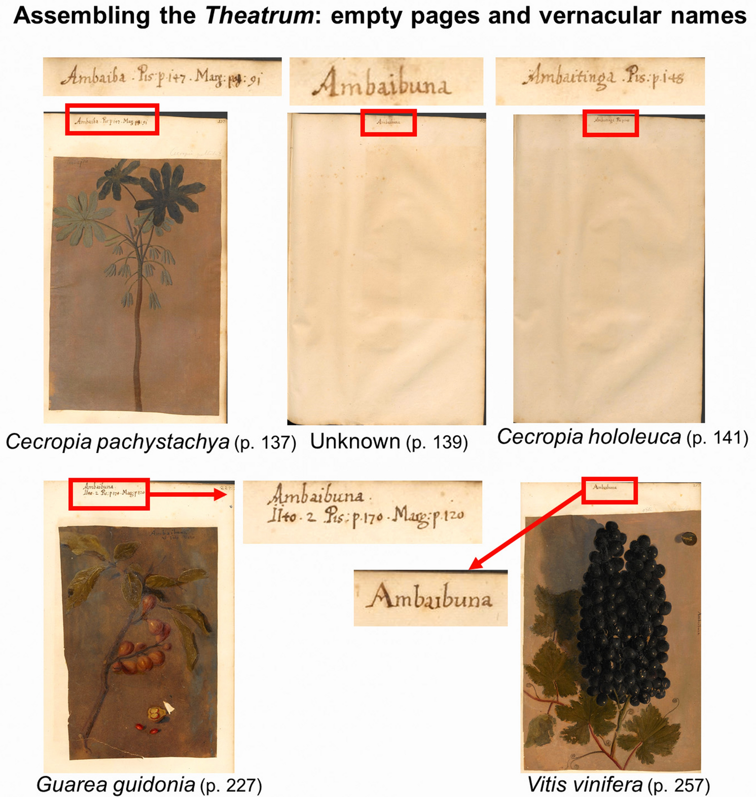 Looking into the flora of Dutch Brazil: botanical identifications of  seventeenth century plant illustrations in the Libri Picturati | Scientific  Reports