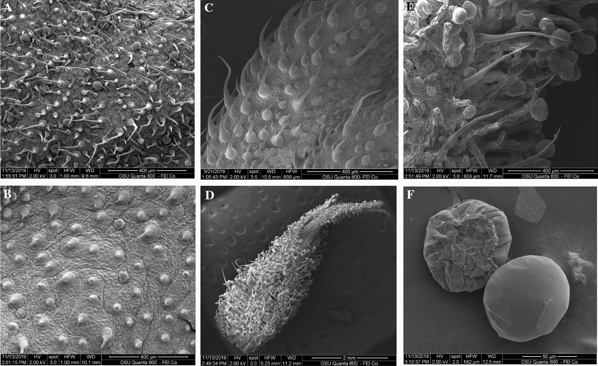 Valorization of CBD-hemp through distillation to provide essential oil and  improved cannabinoids profile | Scientific Reports