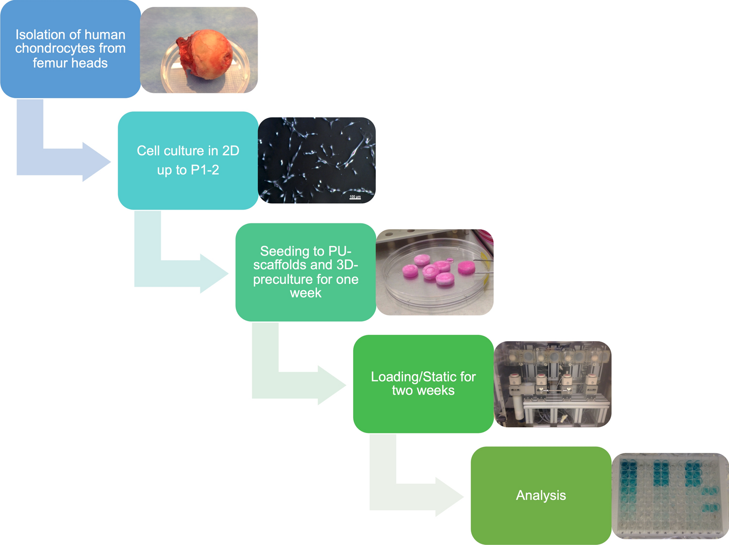 Evaluation of the influence of platelet-rich plasma (PRP), platelet lysate  (PL) and mechanical loading on chondrogenesis in vitro | Scientific Reports