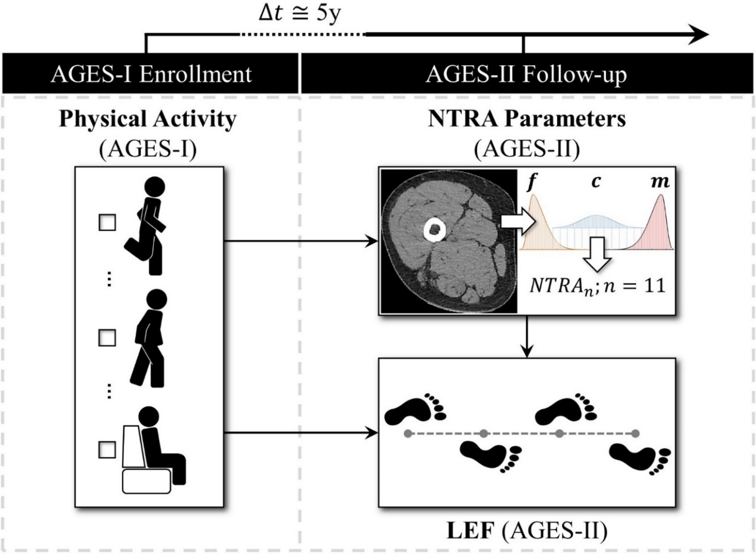 Soft Tissue Radiodensity Parameters Mediate The Relationship Between Self Reported Physical Activity And Lower Extremity Function In Ages Reykjavik Participants Scientific Reports