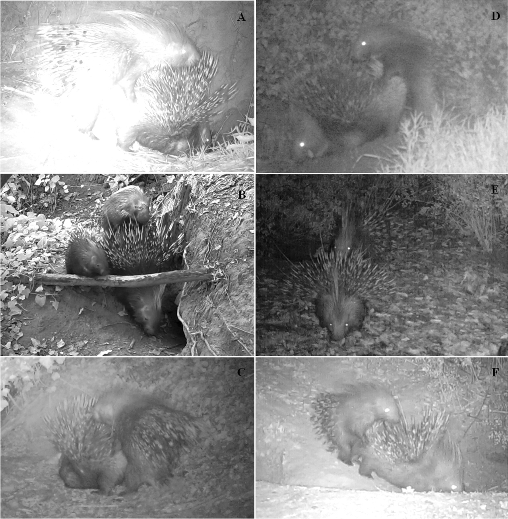 Reproductive behaviour in free-ranging crested porcupine Hystrix cristata  L., 1758 | Scientific Reports
