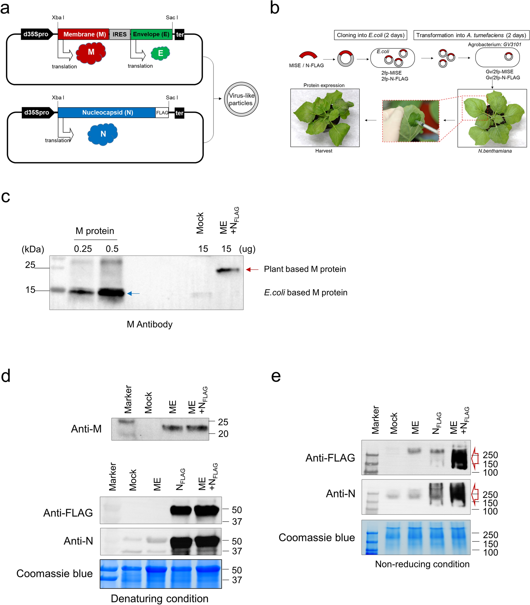 Construction of SARS-CoV-2 virus-like particles in plant | Scientific  Reports