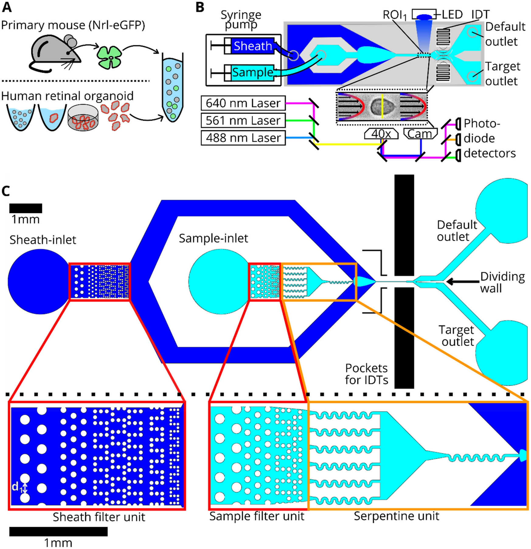 Label-free imaging flow cytometry for analysis and sorting of enzymatically  dissociated tissues | Scientific Reports