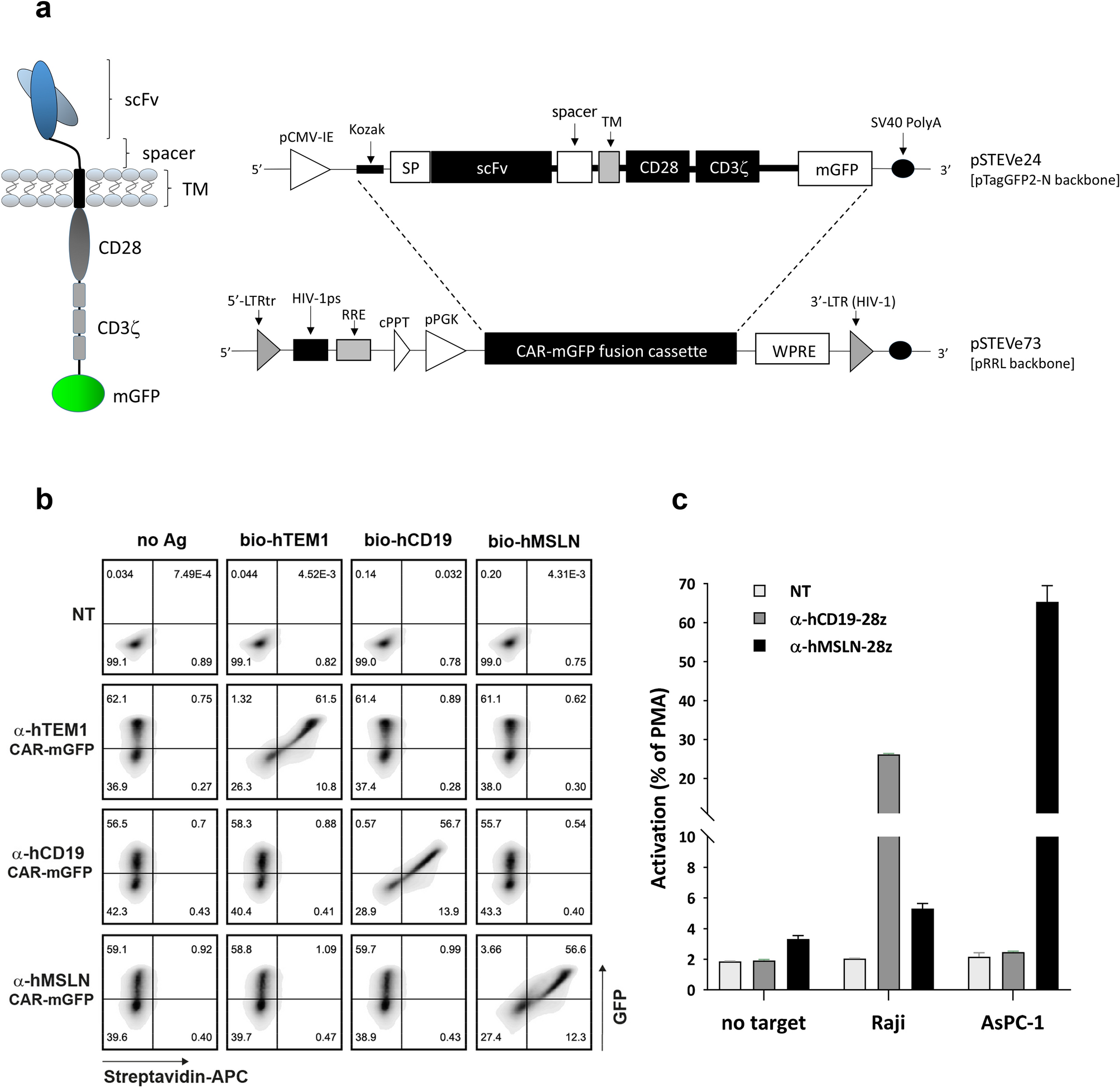 A cell-based phenotypic library selection and screening approach for the de  novo discovery of novel functional chimeric antigen receptors | Scientific  Reports