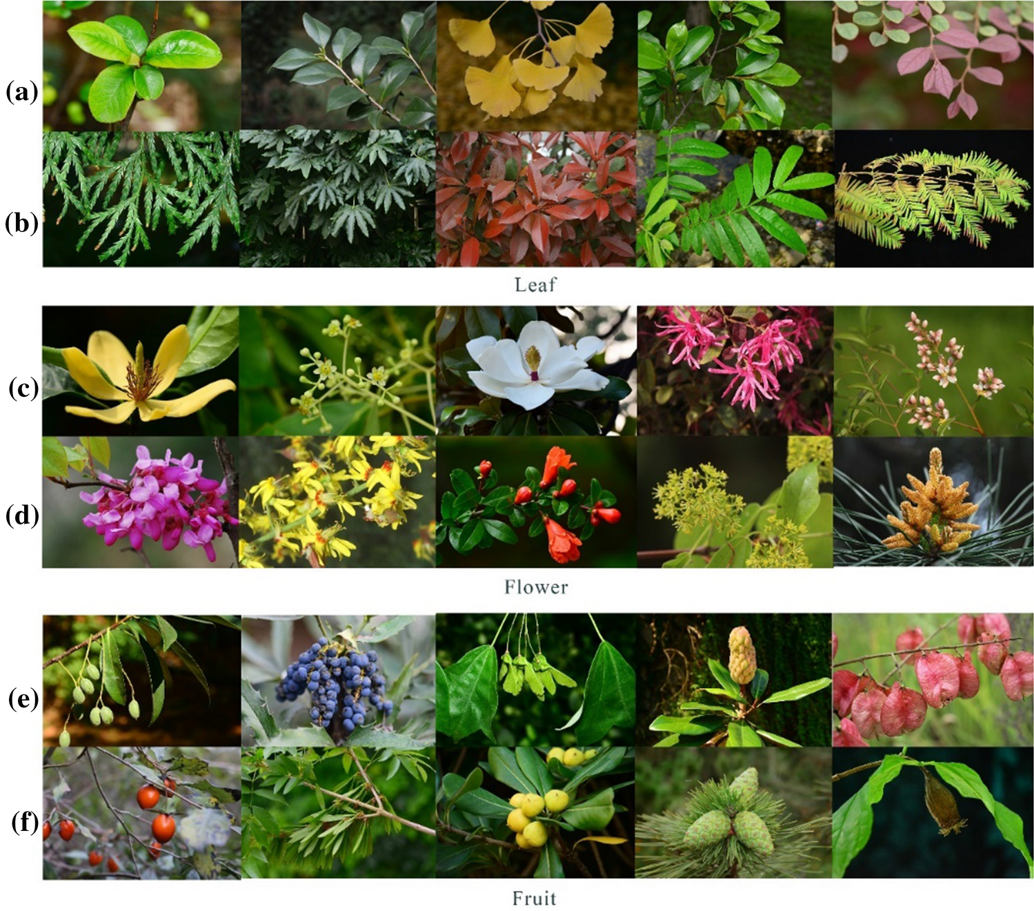 Study on selection of native greening plants based on eye tracking ...