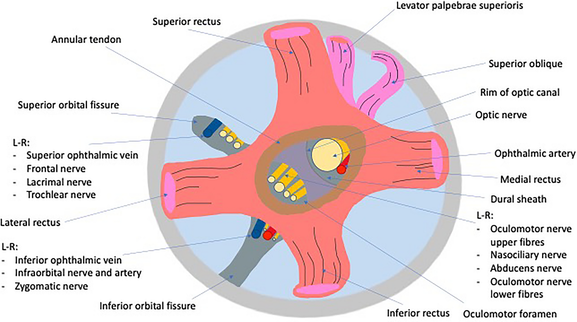 The annulus of Zinn is a dense, fibrous ring of connective tissue located  at the apex of the orbit that is the origin of four of the six ... |  Instagram