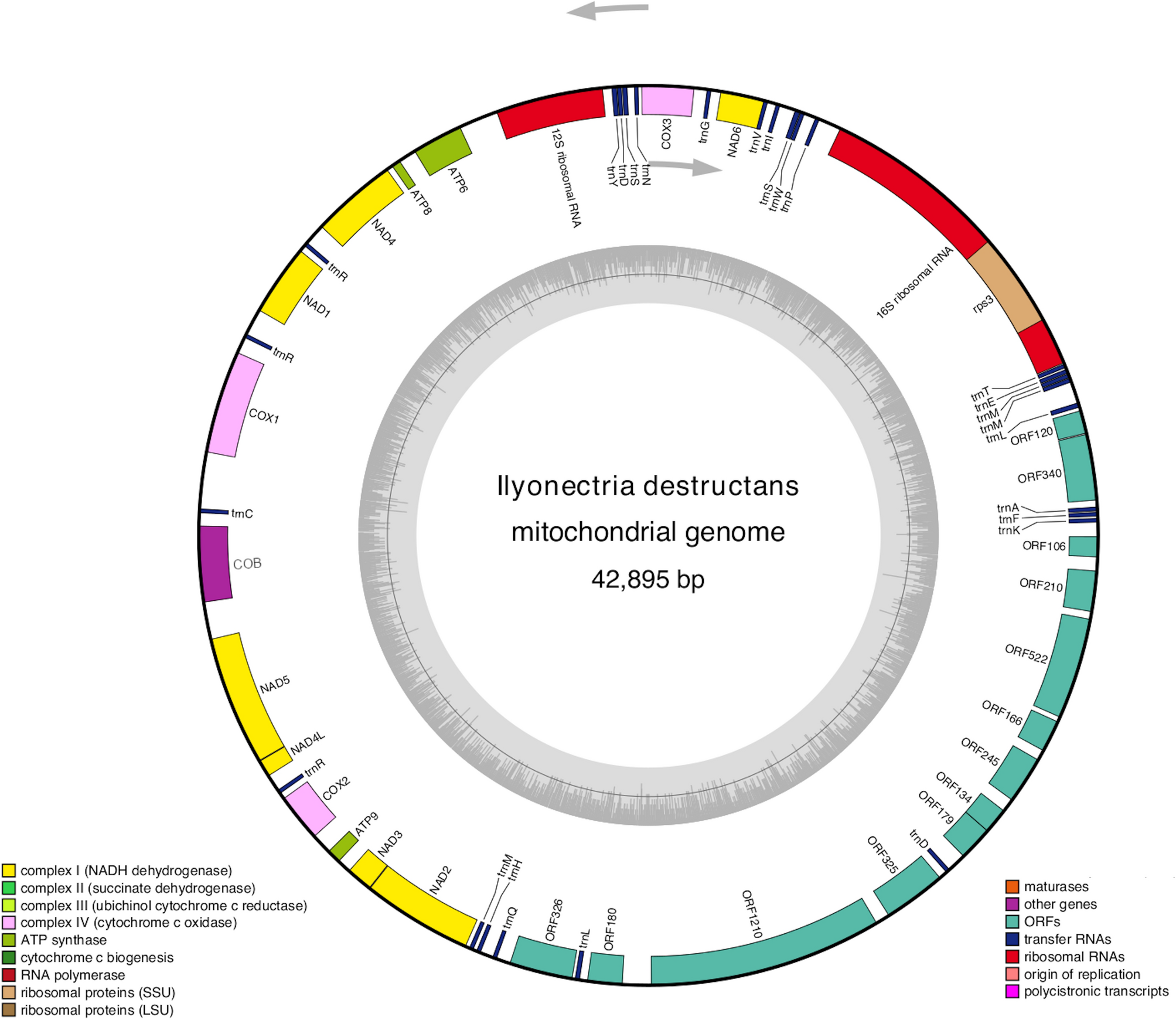 Characterization and phylogenetic analysis of the complete mitochondrial  genome of the pathogenic fungus Ilyonectria destructans | Scientific Reports