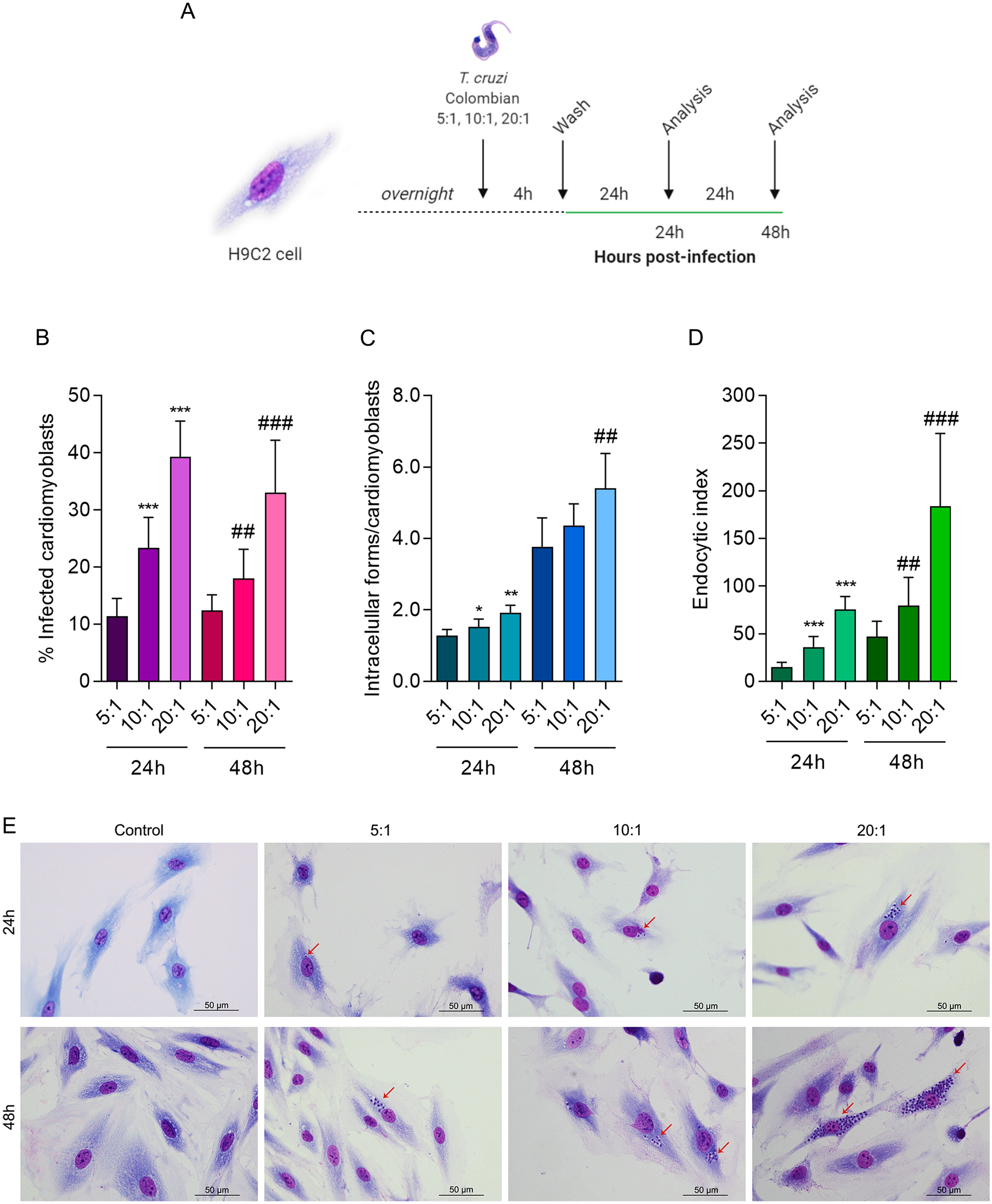 An Updated View of the Trypanosoma cruzi Life Cycle: Intervention Points  for an Effective Treatment