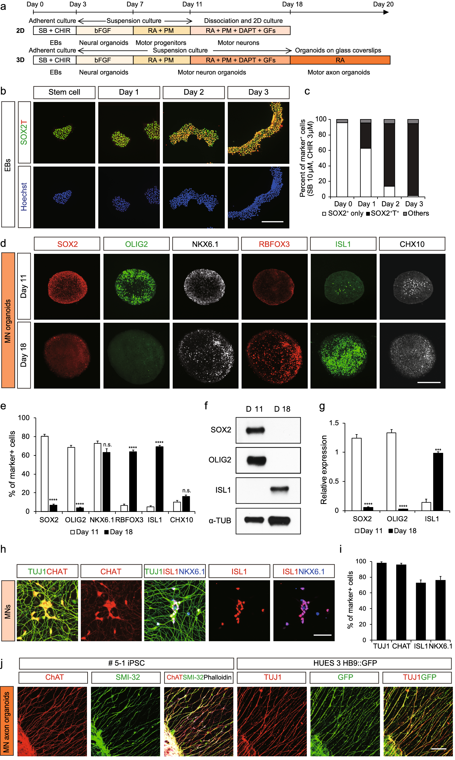 Modeling axonal regeneration by changing cytoskeletal dynamics in stem  cell-derived motor nerve organoids | Scientific Reports