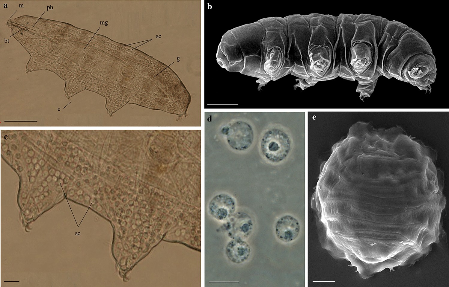 Production of reactive oxygen species and involvement of bioprotectants  during anhydrobiosis in the tardigrade Paramacrobiotus spatialis |  Scientific Reports