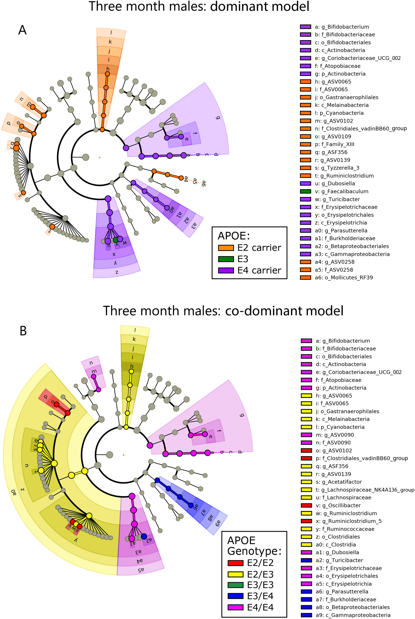 Apoe Genetics Influence Murine Gut Microbiome Scientific Reports