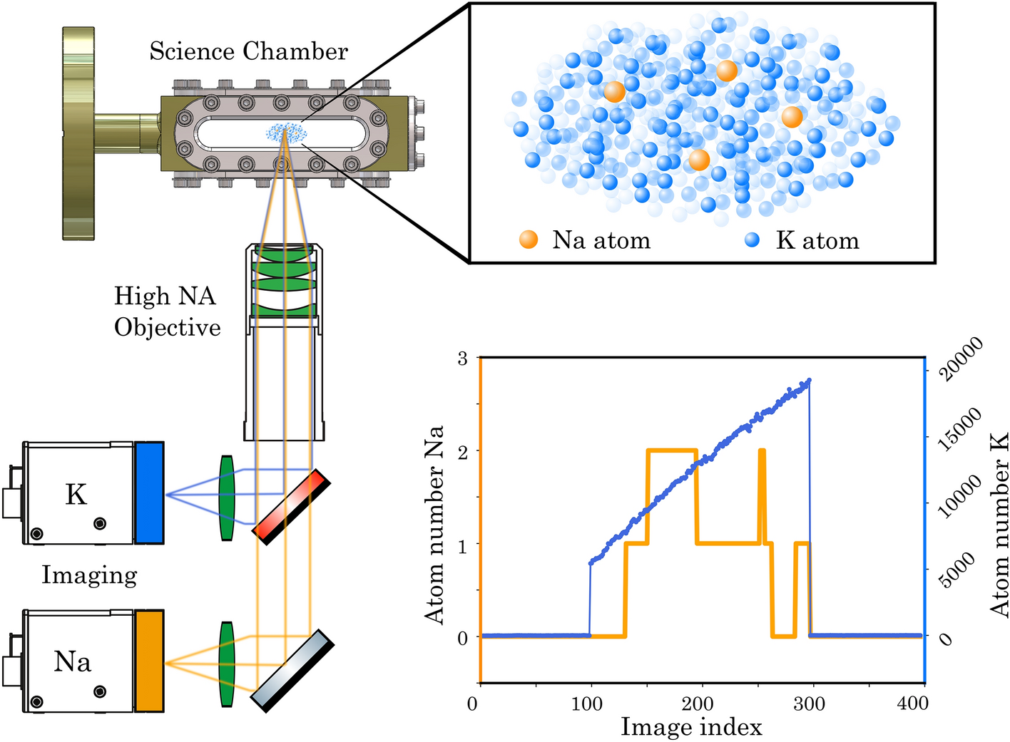 Stochastic dynamics of a few sodium atoms in presence of a cold potassium  cloud | Scientific Reports