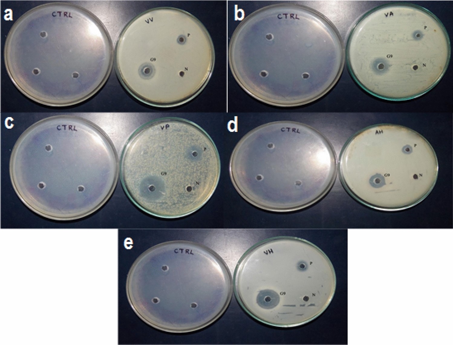 Influence of extracellular protein isolated from fish gut associated  bacteria as an enhancer of growth and innate immune system in Mugil  cephalus | Scientific Reports