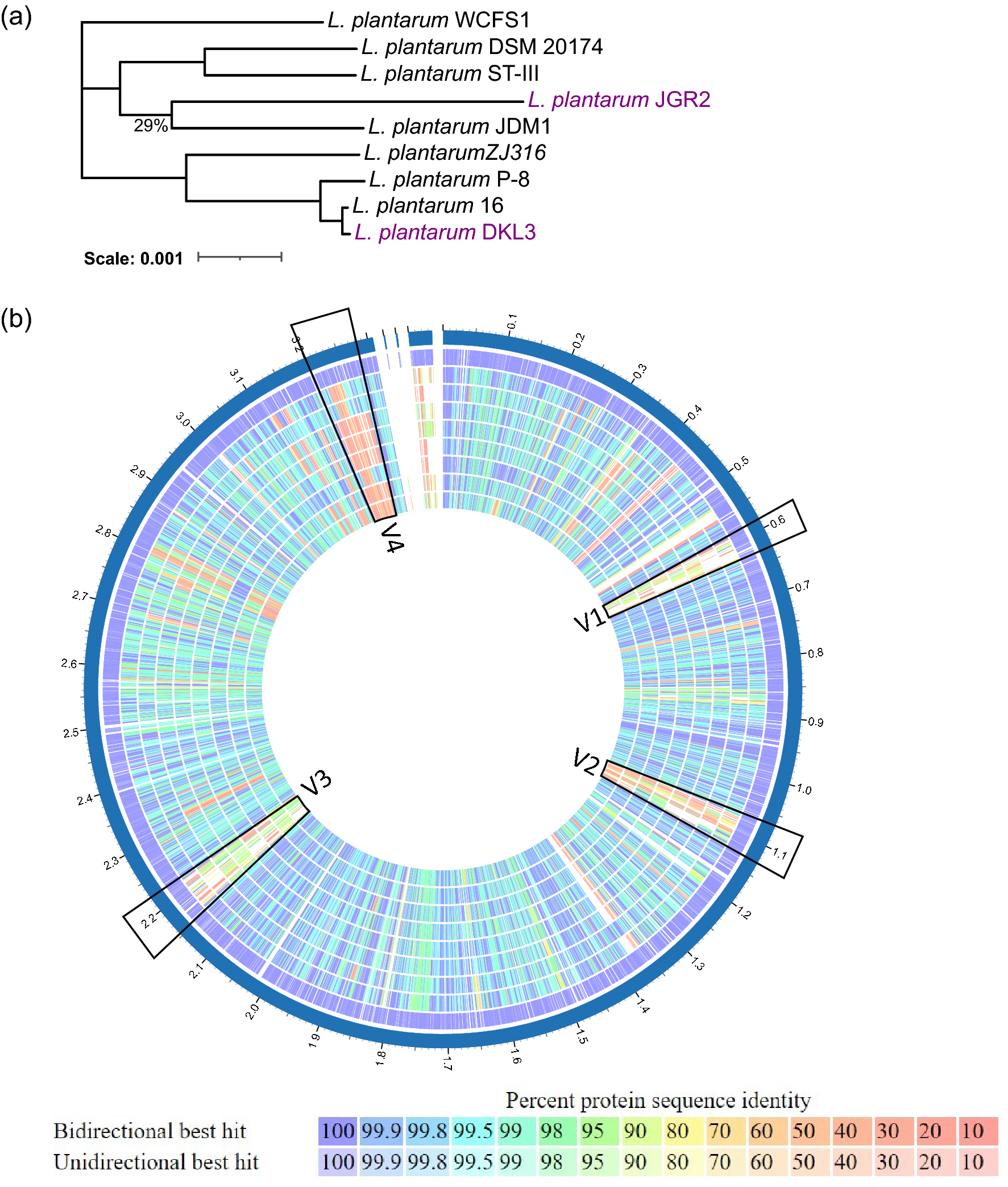 Isolation, characterization and comparative genomics of potentially  probiotic Lactiplantibacillus plantarum strains from Indian foods |  Scientific Reports
