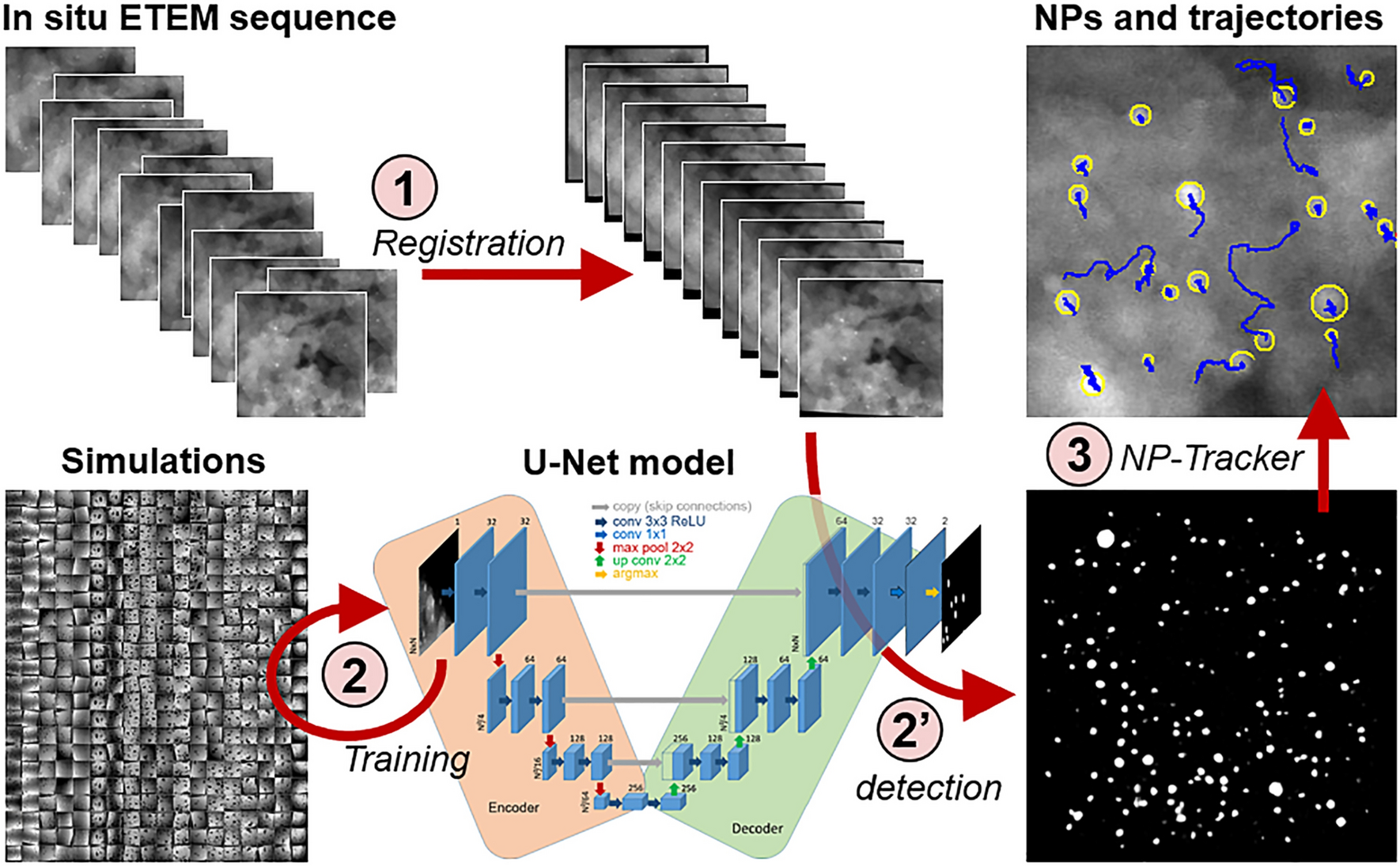 U-Net: deep learning for cell counting, detection, and morphometry