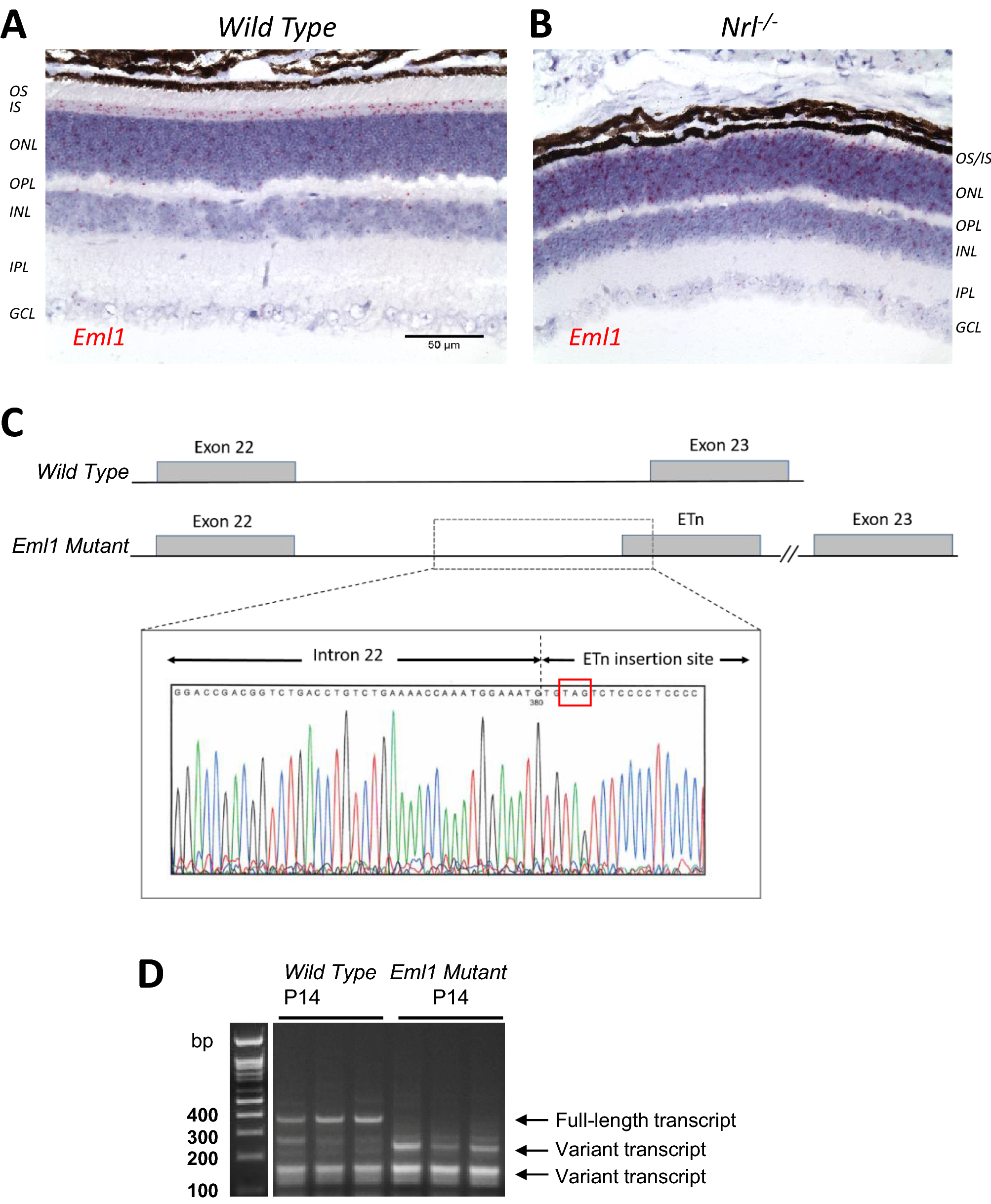 EML1 is essential for retinal photoreceptor migration and survival |  Scientific Reports