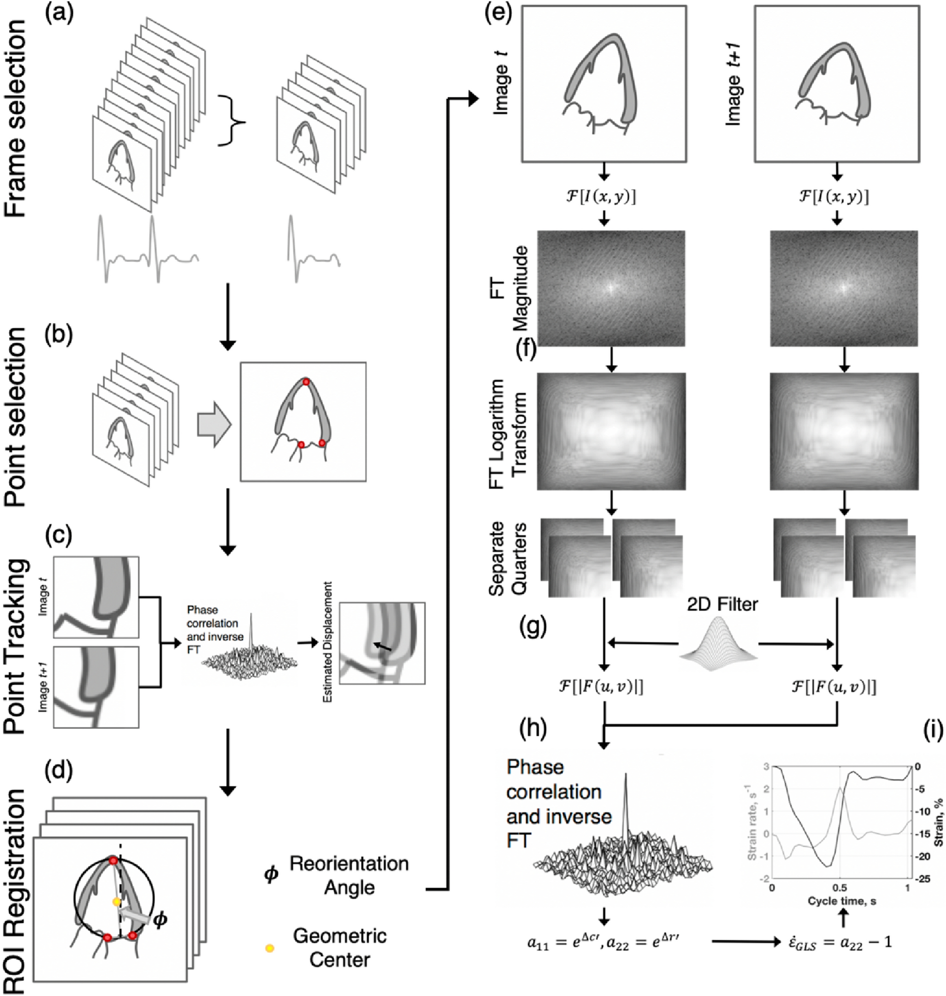 A method for direct estimation of left ventricular global longitudinal  strain rate from echocardiograms