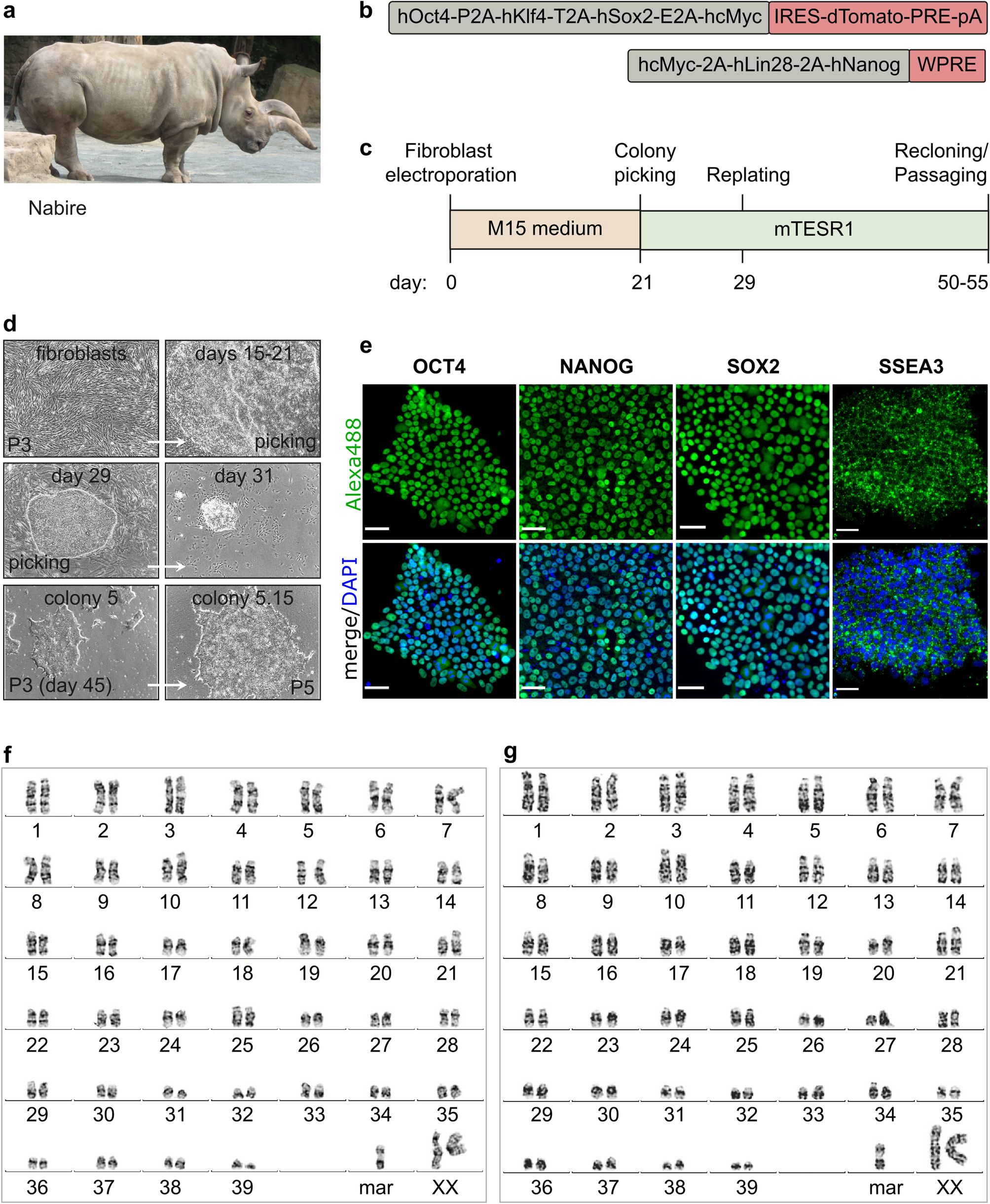 Naïve-like pluripotency to pave the way for saving the northern white  rhinoceros from extinction