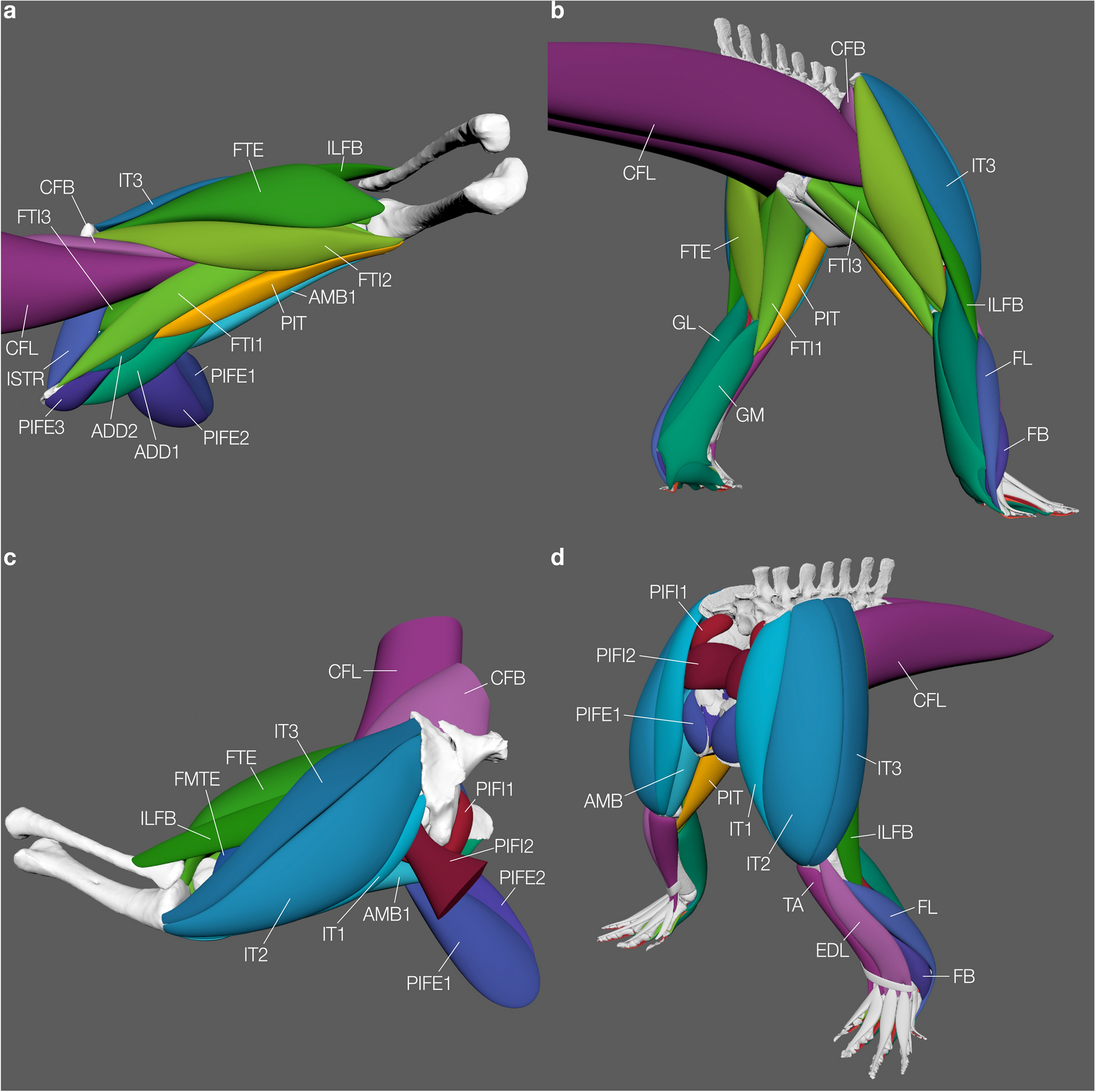 Three-dimensional polygonal muscle modelling and line of action estimation  in living and extinct taxa | Scientific Reports