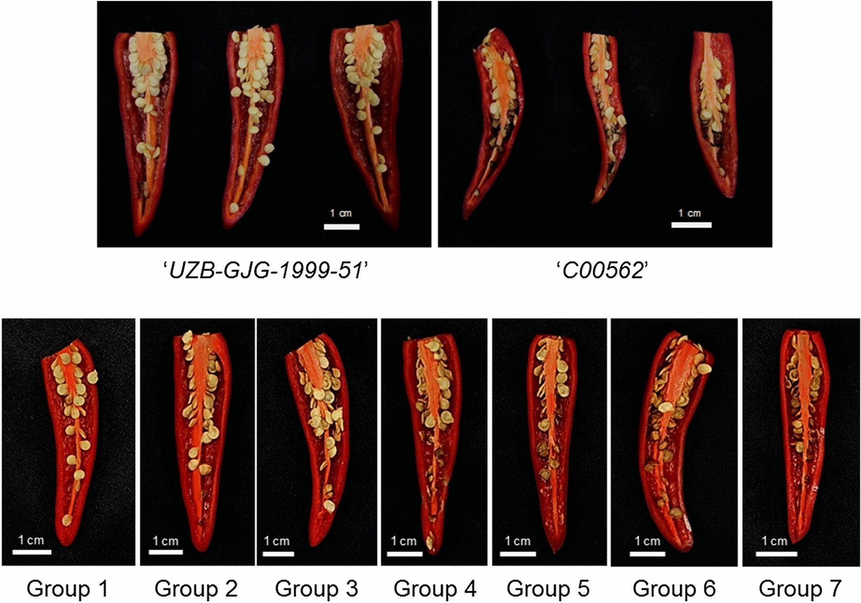 Jasmonate Resistant 1 And Ethylene Responsive Factor 11 Are Involved In Chilling Sensitivity In Pepper Fruit Capsicum Annuum L Scientific Reports