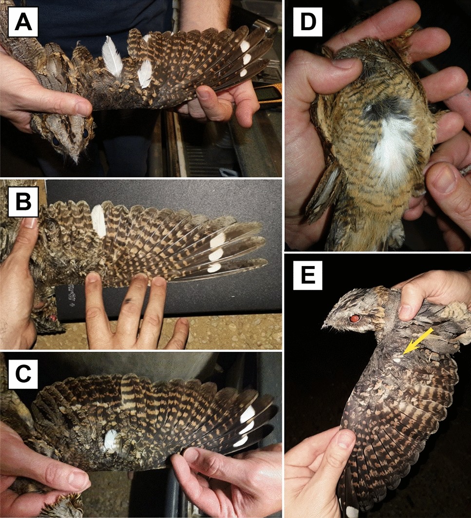 Leucistic plumage as a result of progressive greying in a cryptic nocturnal  bird | Scientific Reports