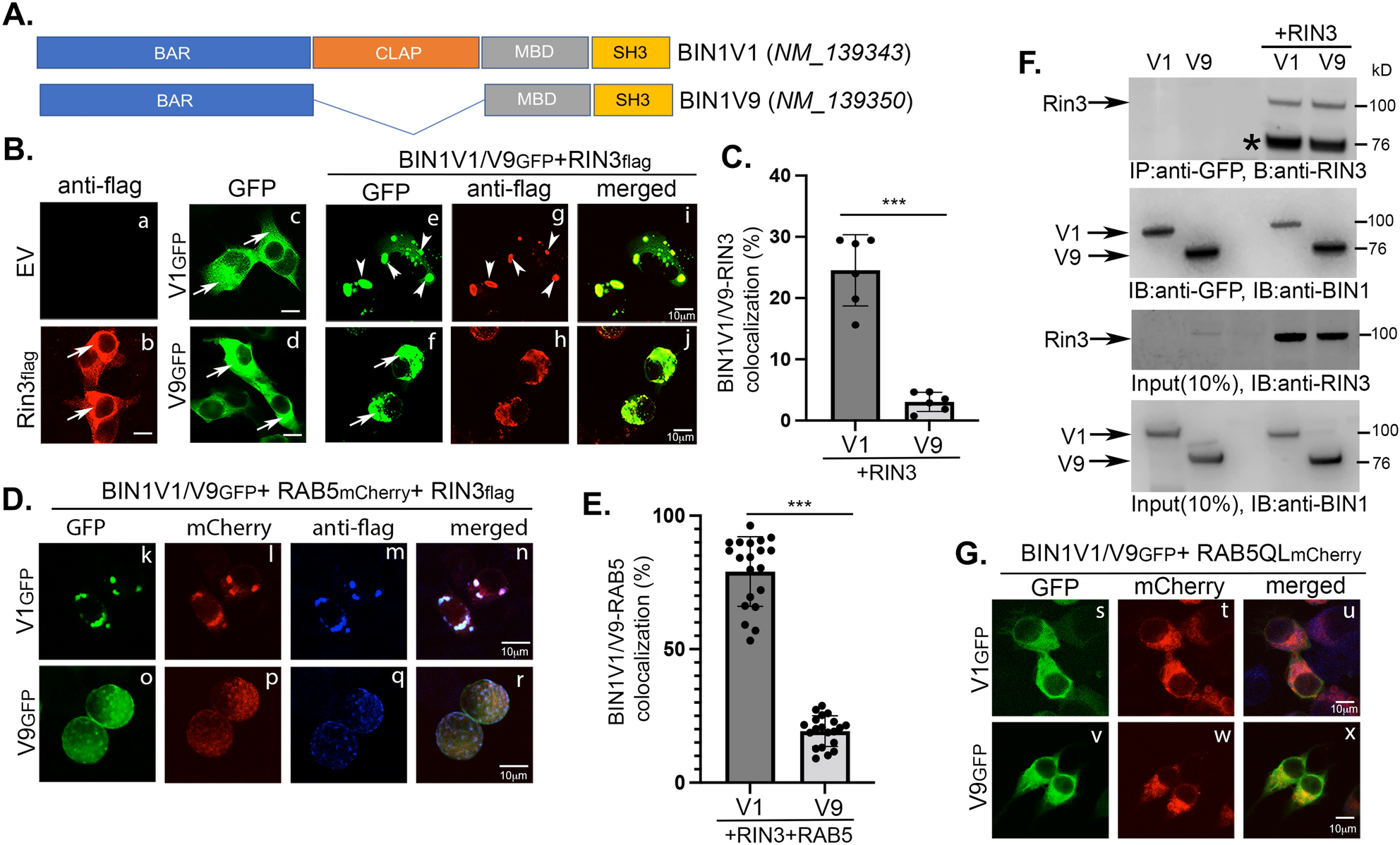 The Neuronal Specific Isoform Of Bin1 Regulates B Secretase Cleavage Of App And Ab Generation In A Rin3 Dependent Manner Scientific Reports