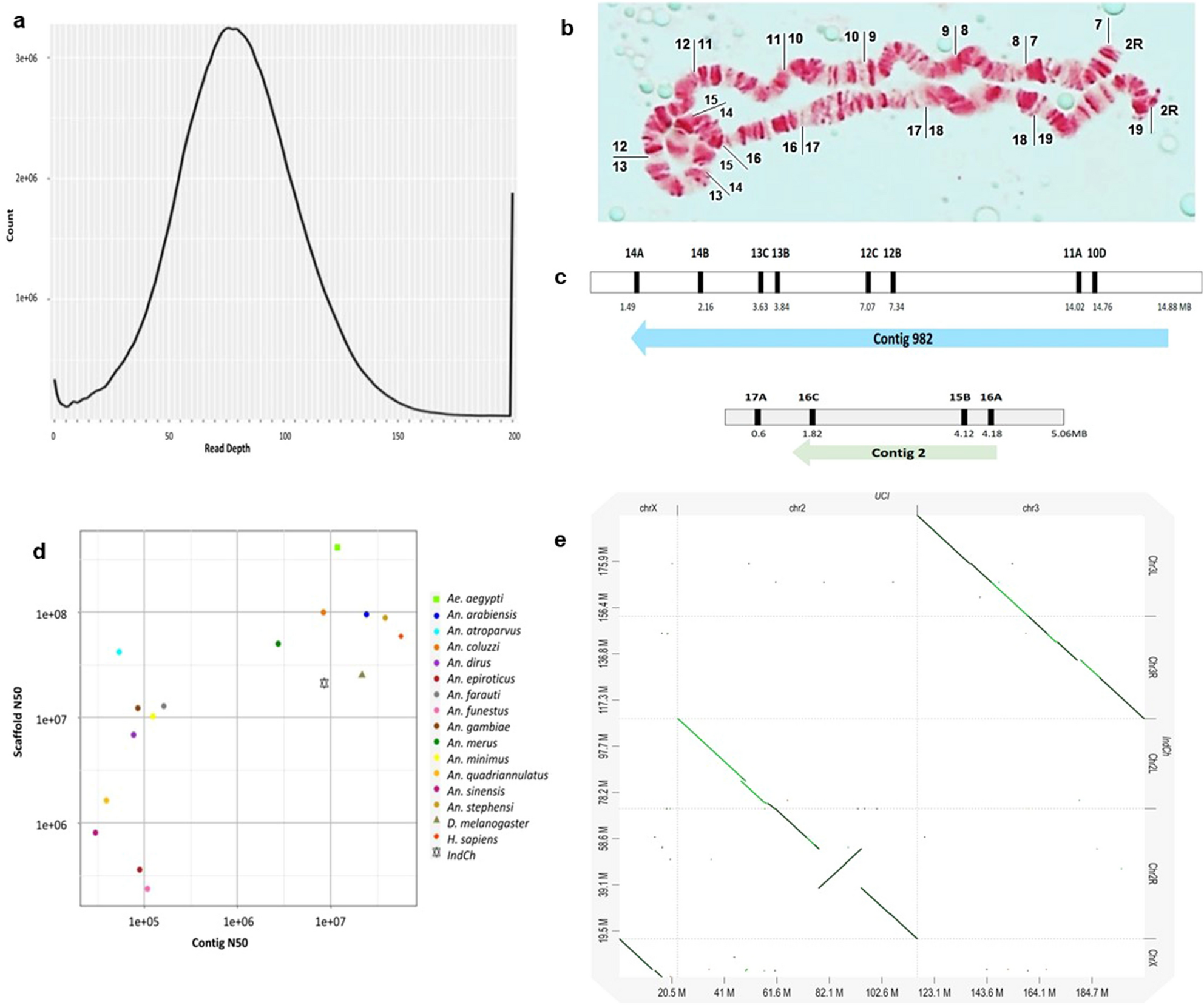 The genome trilogy of Anopheles stephensi, an urban malaria vector, reveals  structure of a locus associated with adaptation to environmental  heterogeneity | Scientific Reports