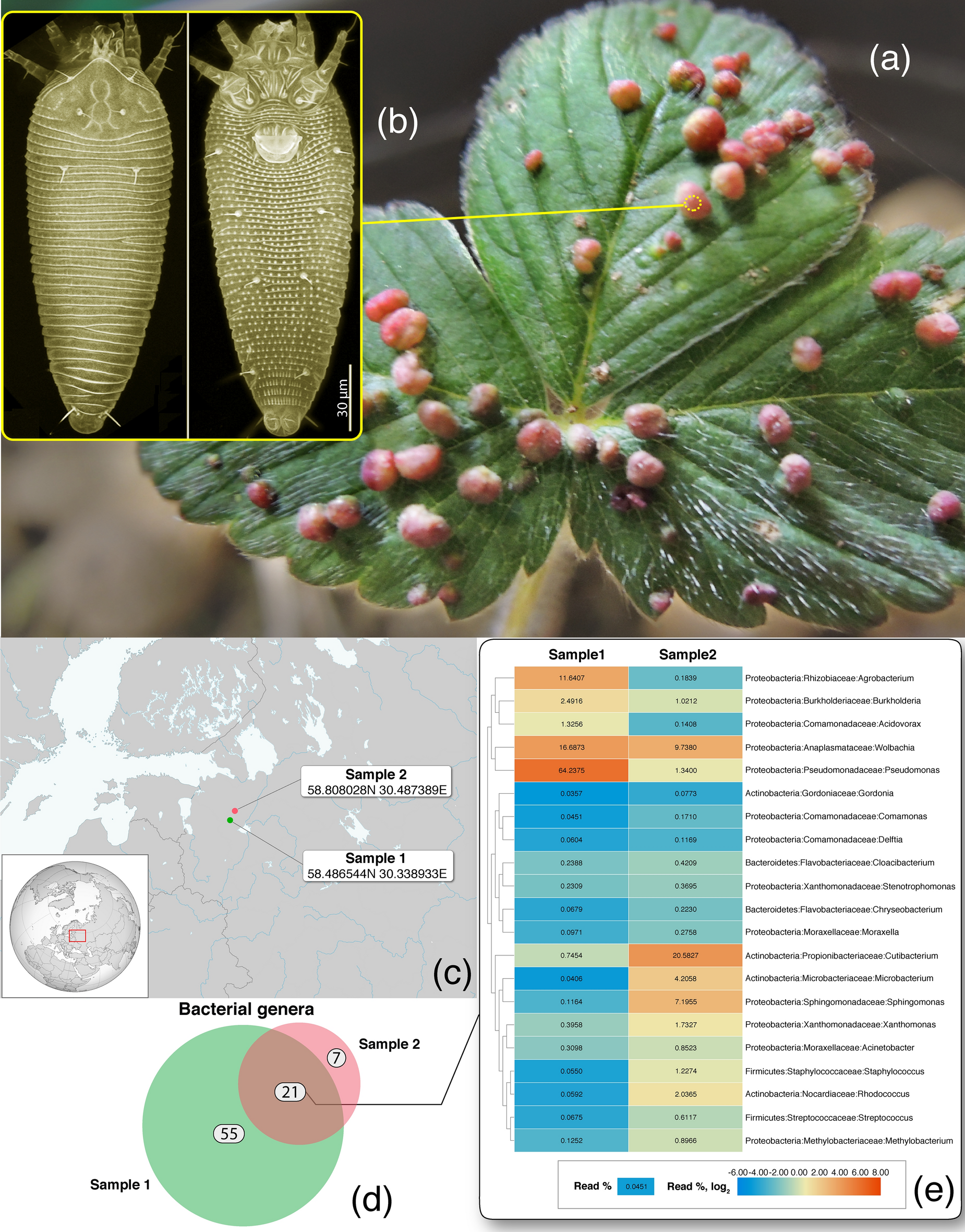 Symbiotic bacteria of the gall-inducing mite Fragariocoptes setiger  (Eriophyoidea) and phylogenomic resolution of the eriophyoid position among  Acari | Scientific Reports