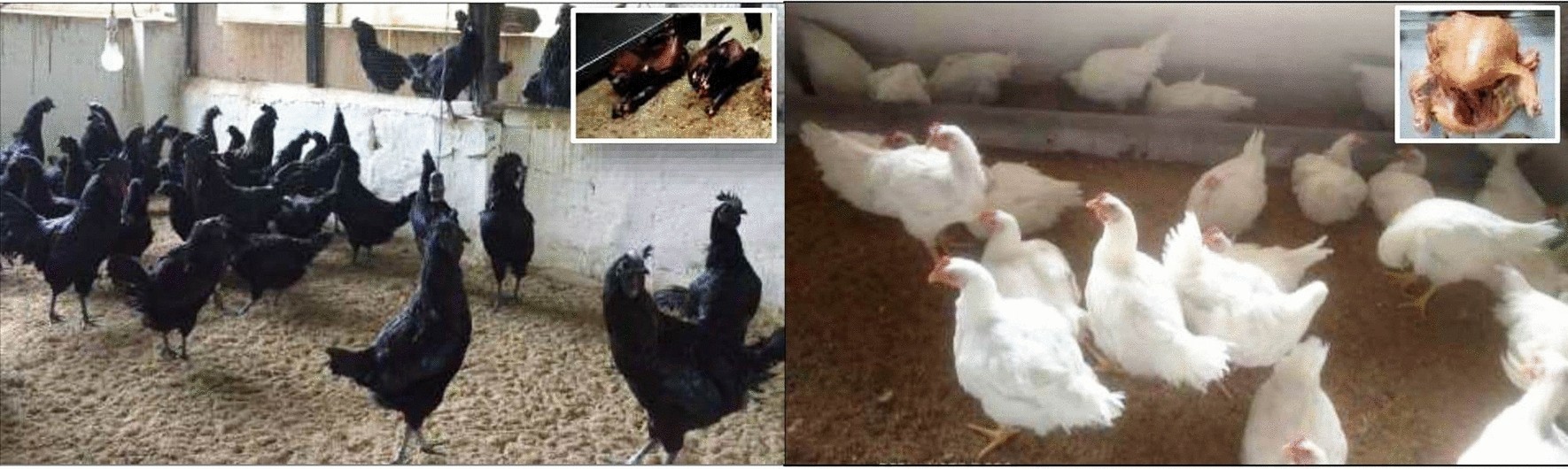genetically modified chicken comparison