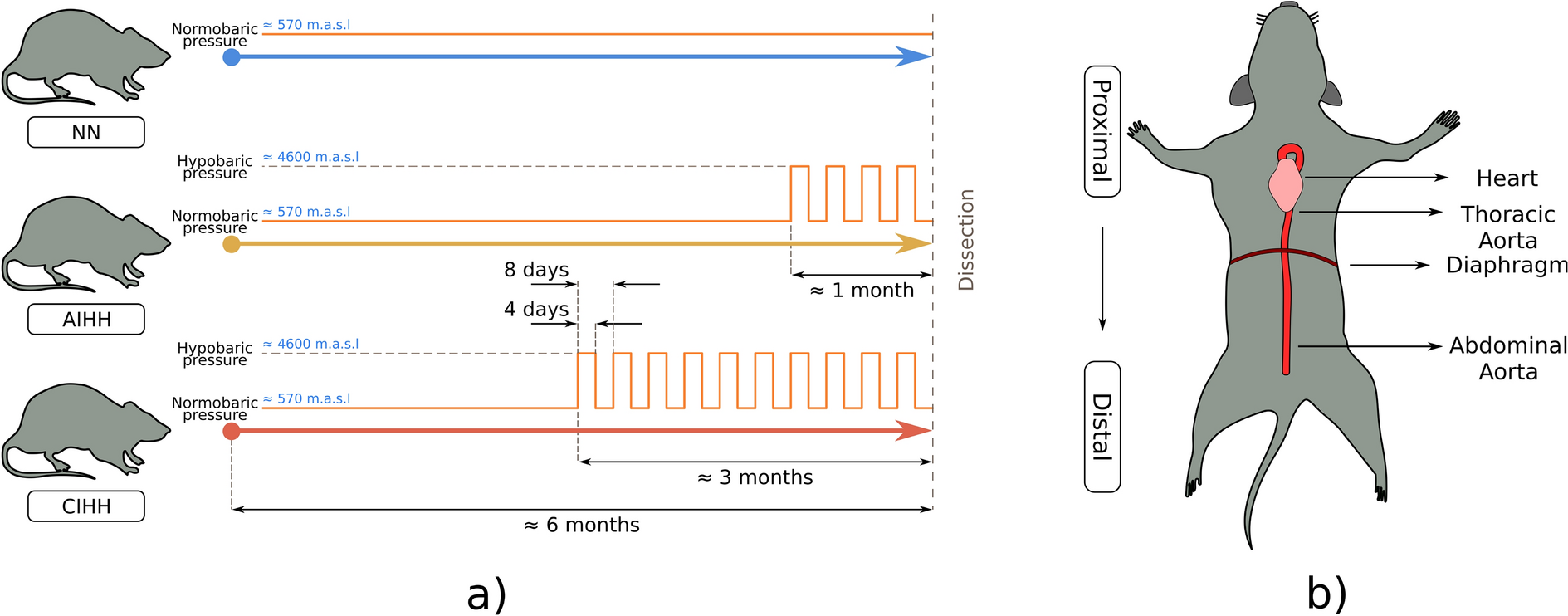 Biomechanical And Structural Responses Of The Aorta To Intermittent Hypobaric Hypoxia In A Rat Model Scientific Reports