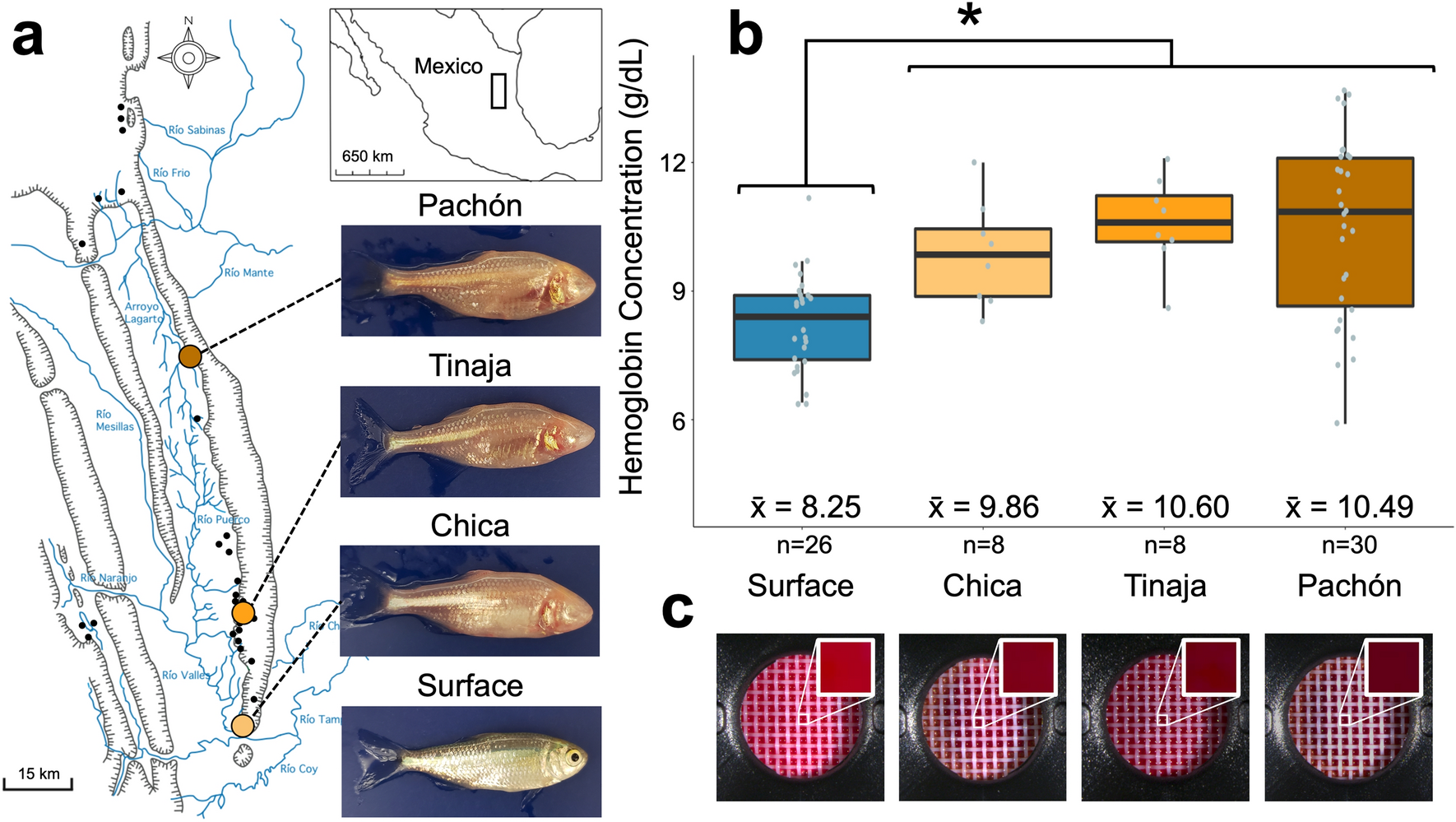 Alterations to cavefish red blood cells provide evidence of adaptation to  reduced subterranean oxygen | Scientific Reports
