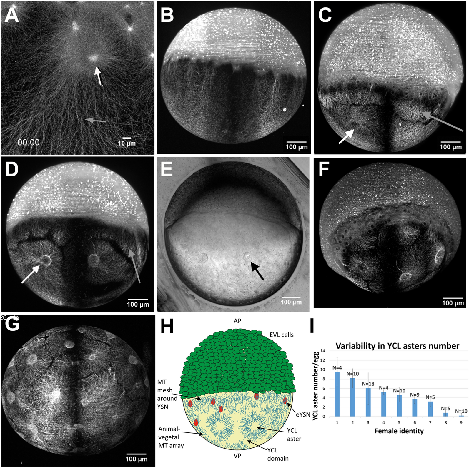 Multiple asters organize the yolk microtubule network during dclk2-GFP  zebrafish epiboly | Scientific Reports