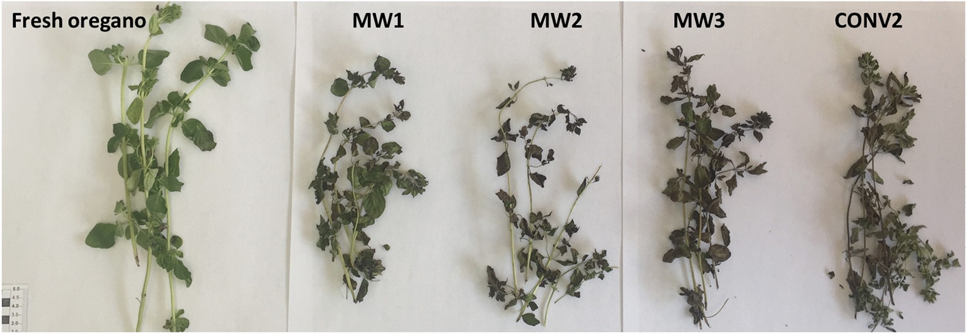 Impact of drying methods on the yield and chemistry of Origanum vulgare L.  essential oil | Scientific Reports